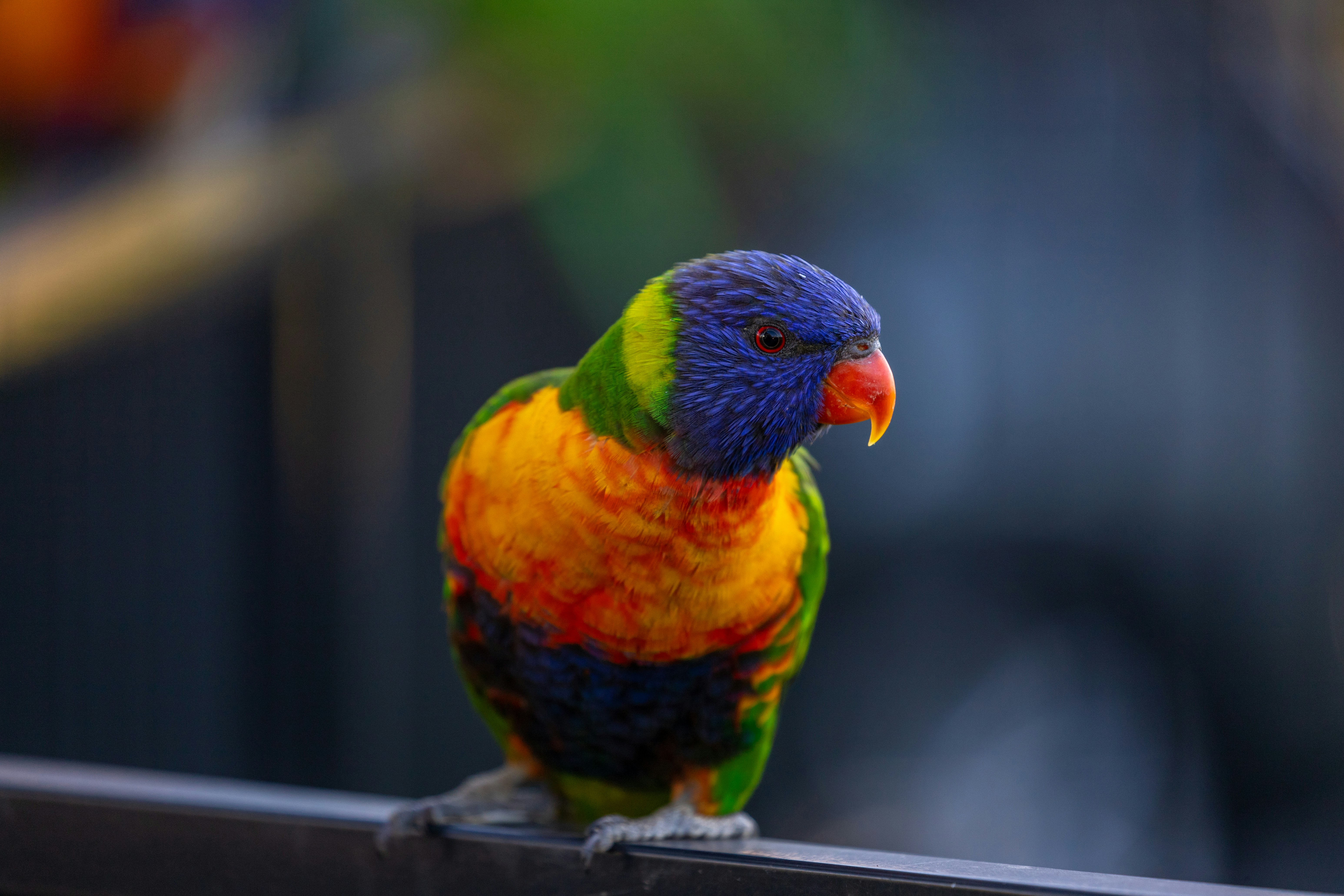 Photo by chrispylooms