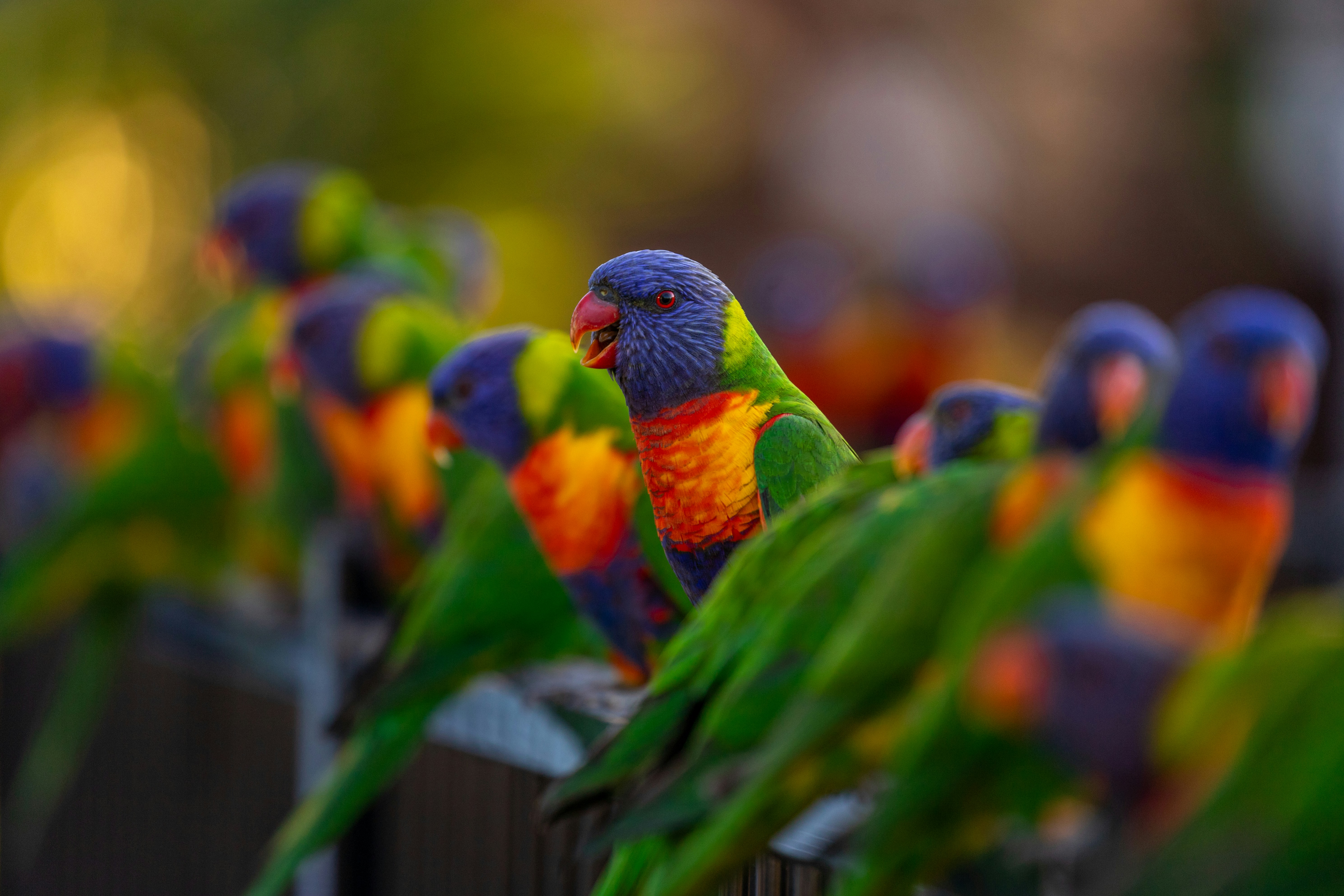 A group of colorful birds sitting on top of a fence
