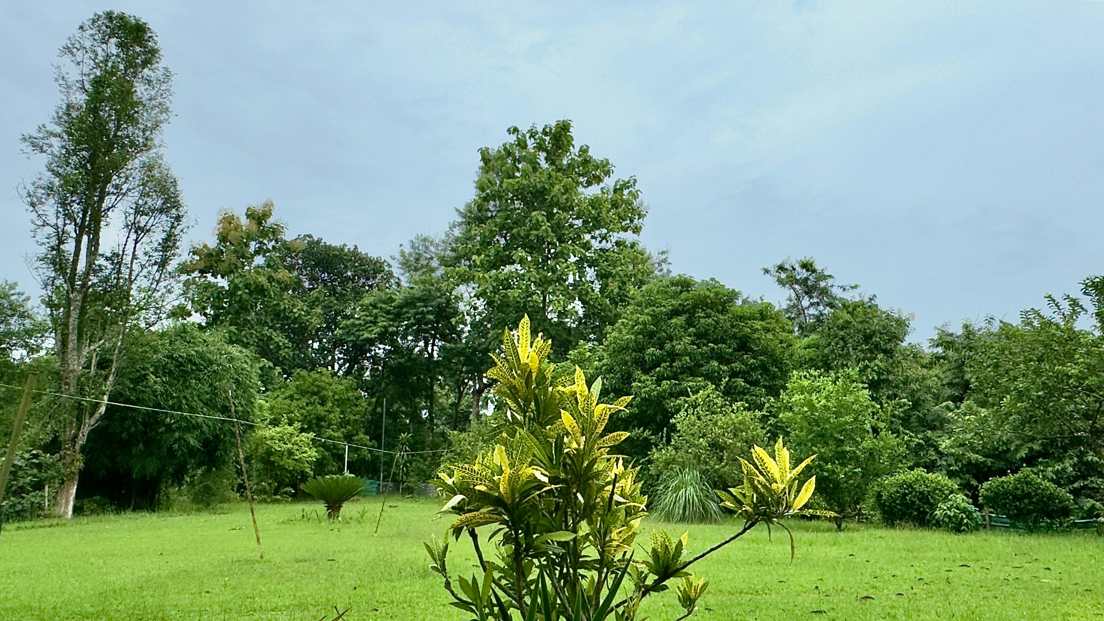 A green field with trees in the background