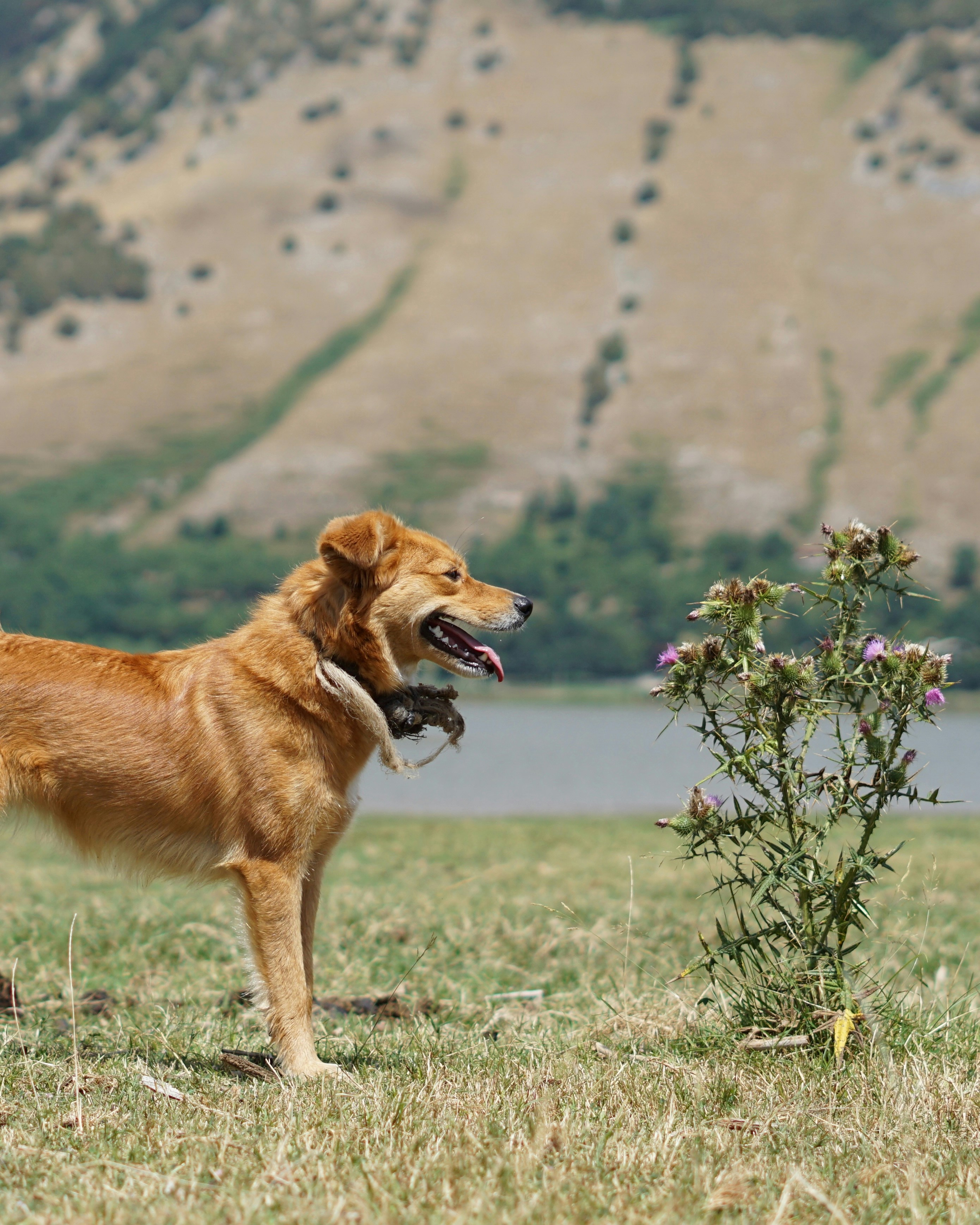 A brown dog standing on top of a grass covered field photo – Free Dog ...