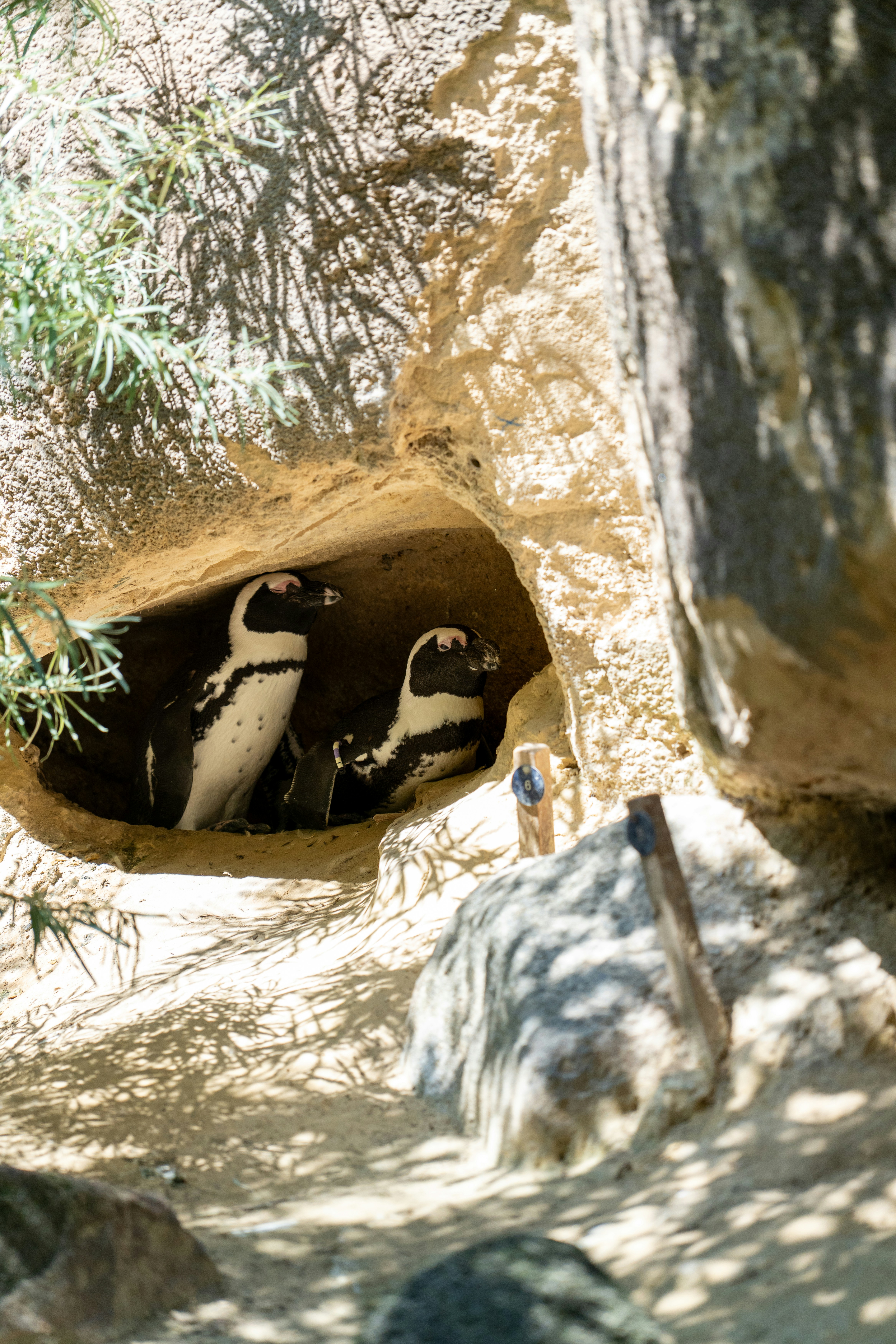 Female Penguins as Picky Home Inspectors (image credits: unsplash)
