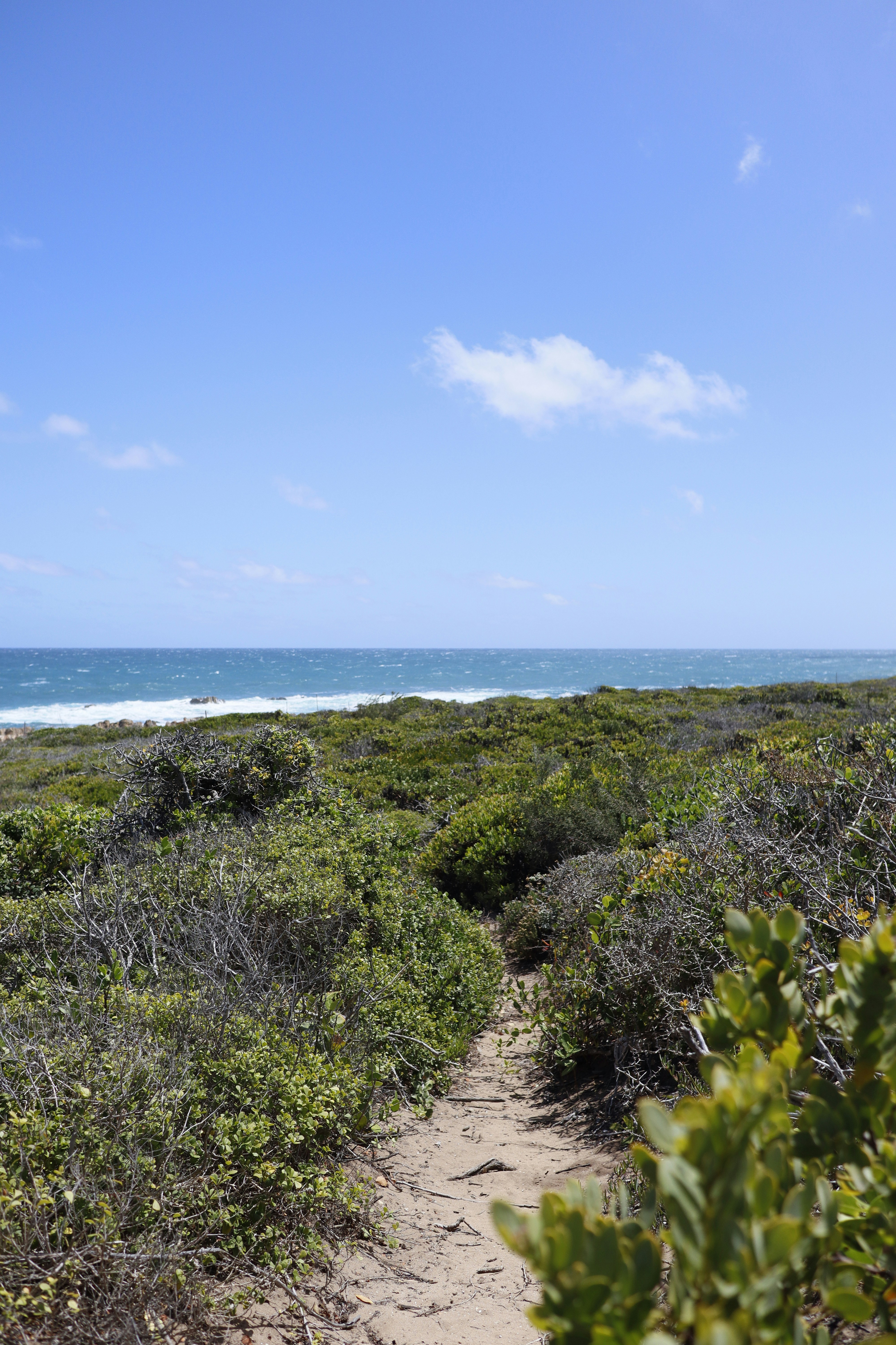 A path leading to the ocean on a sunny day