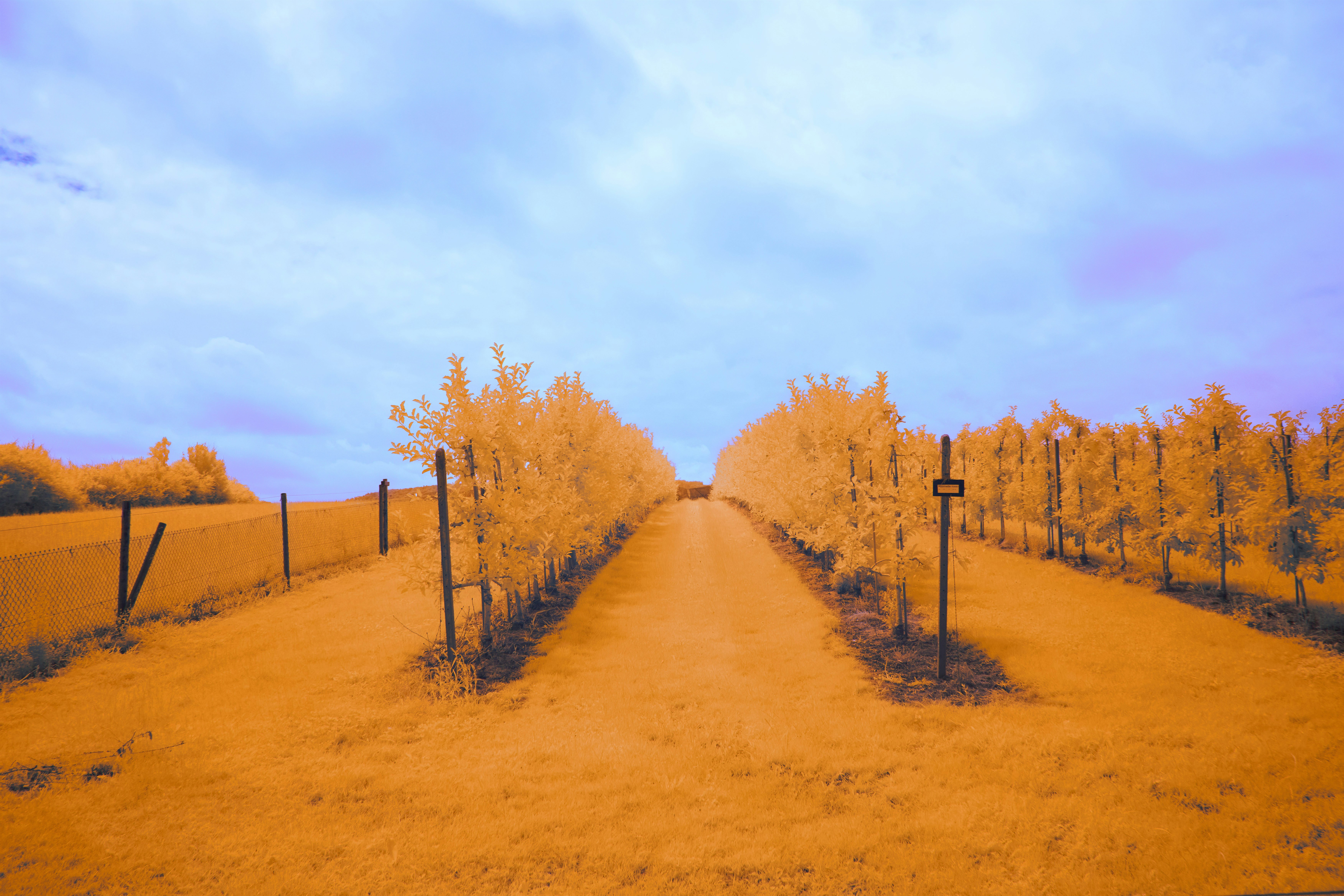 Photo by wolfgang_hasselmann