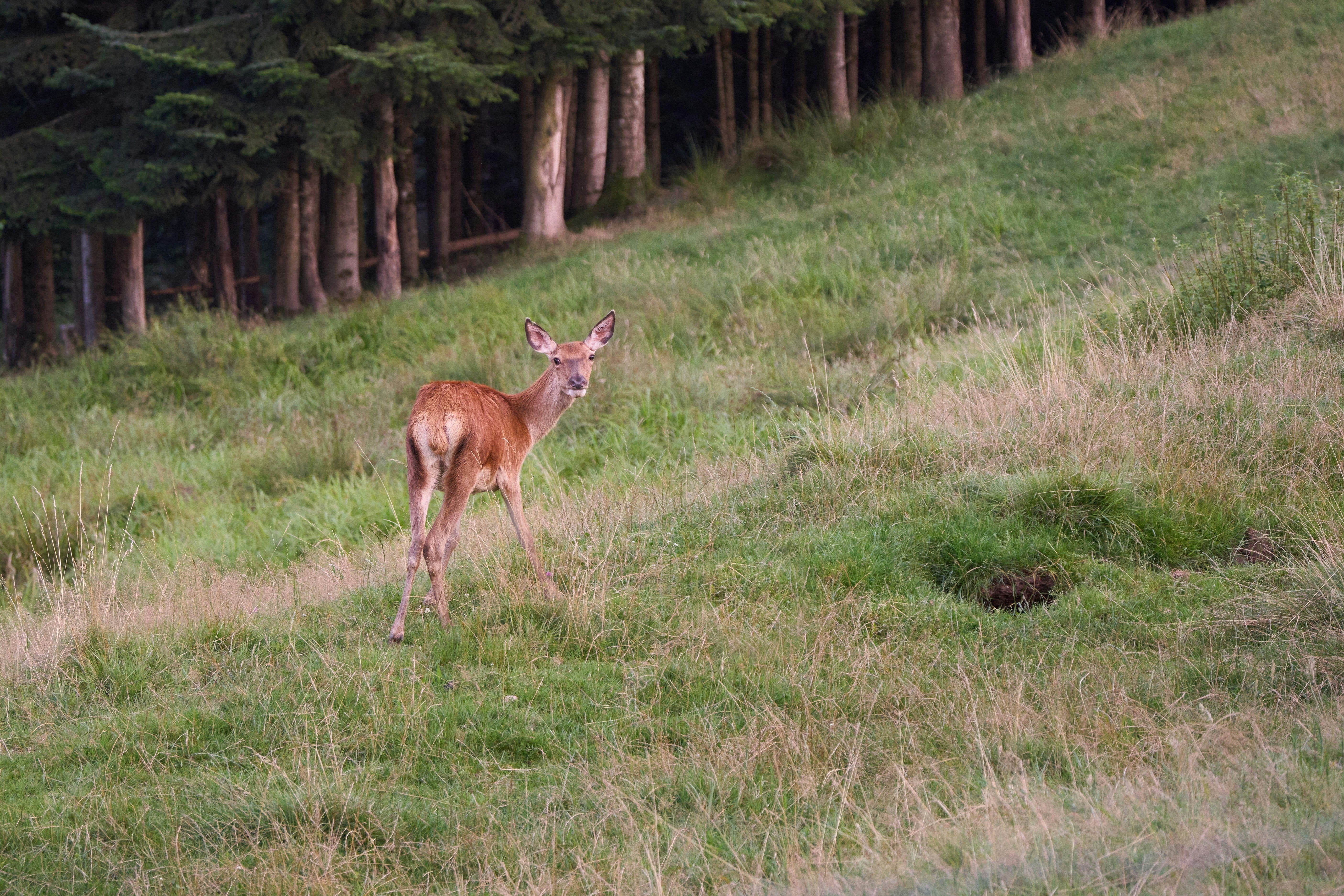 Photo by wolfgang_hasselmann