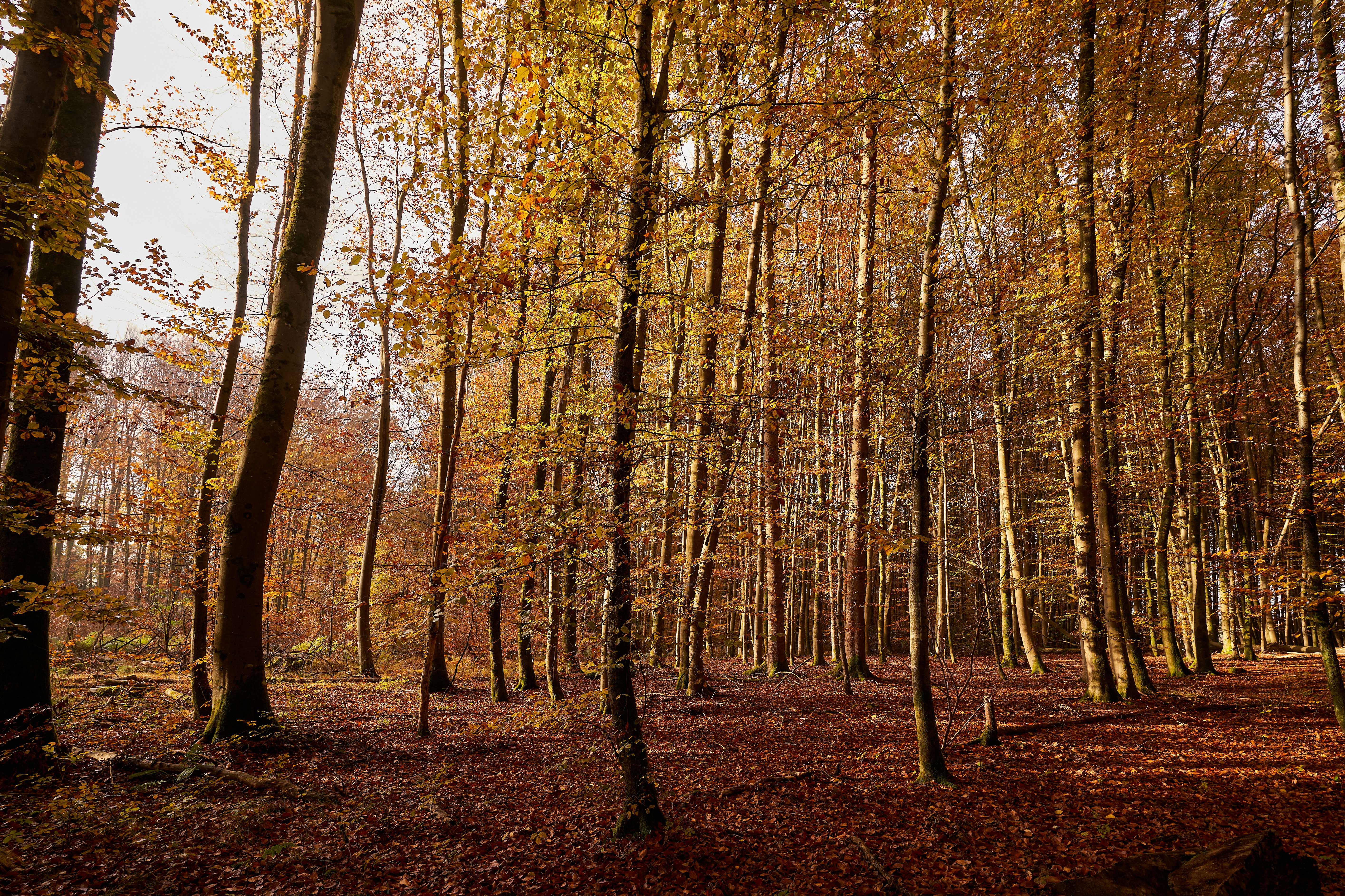 Photo by wolfgang_hasselmann