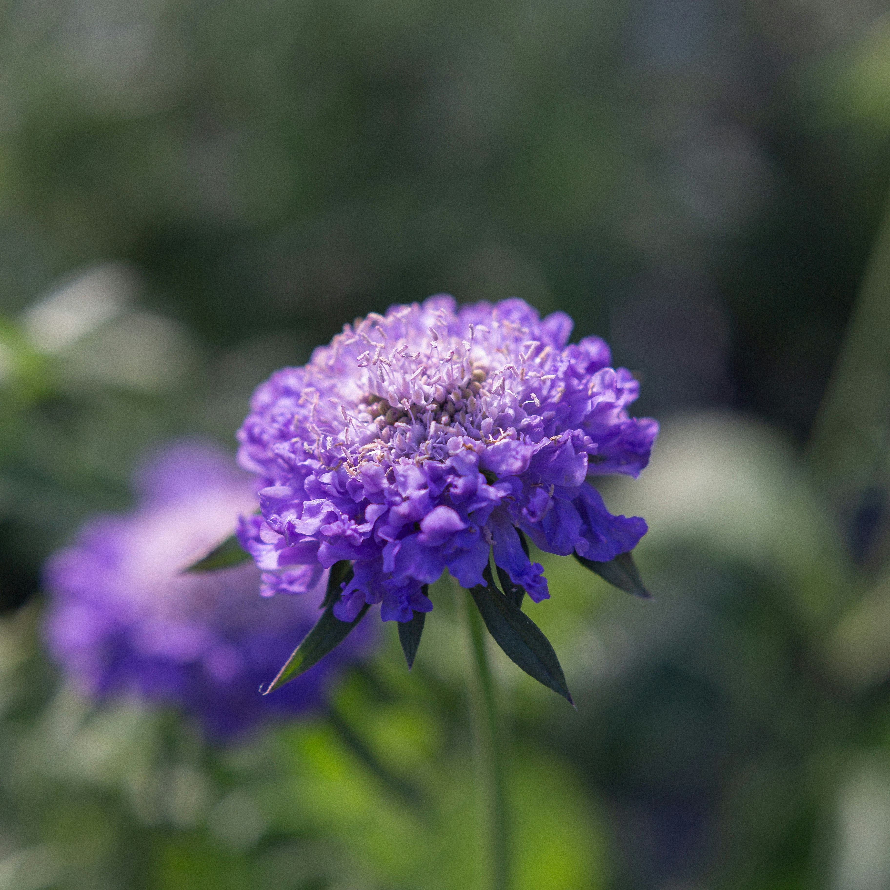 Photo by bisnakstudio