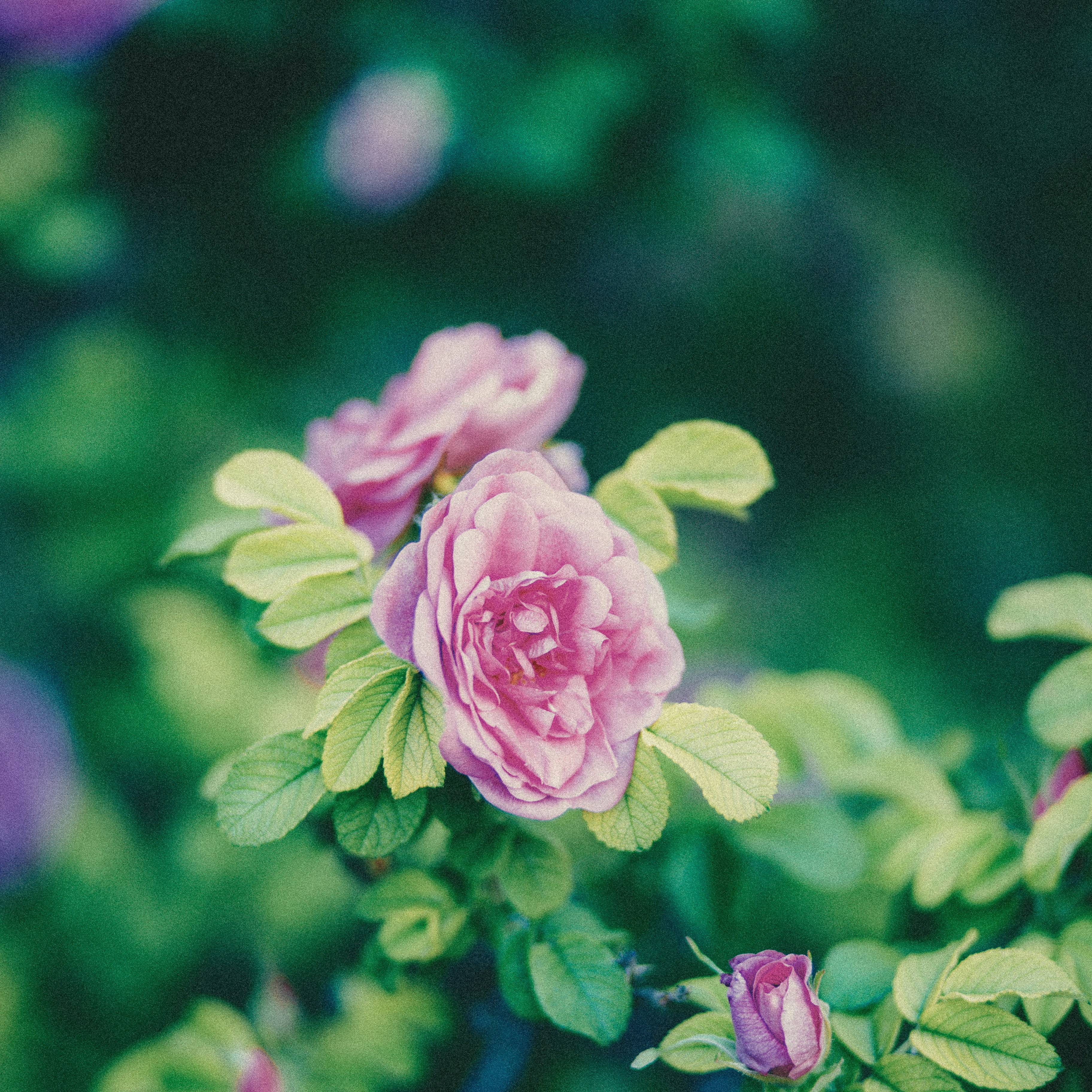 Photo by bisnakstudio