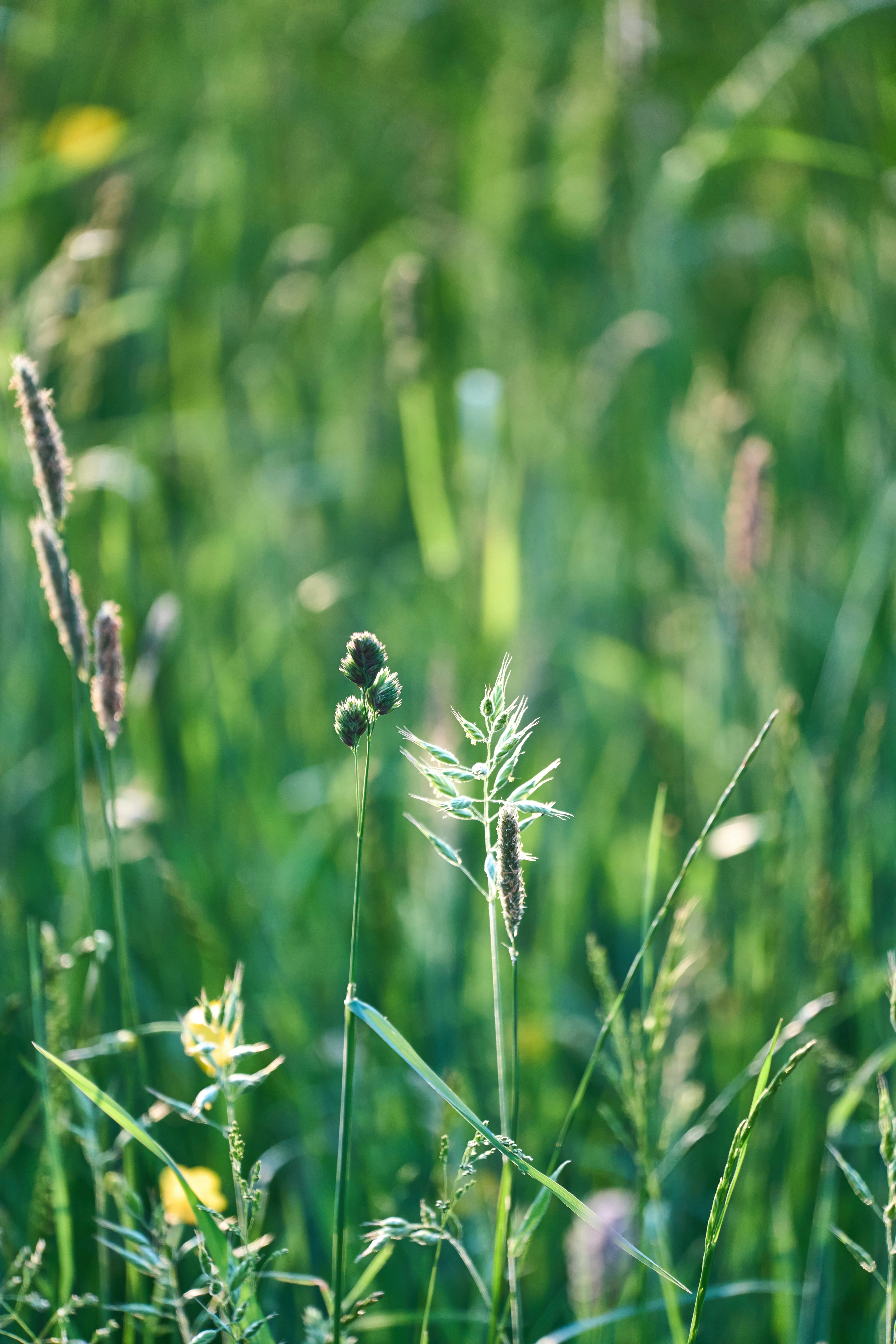 Photo by wolfgang_hasselmann