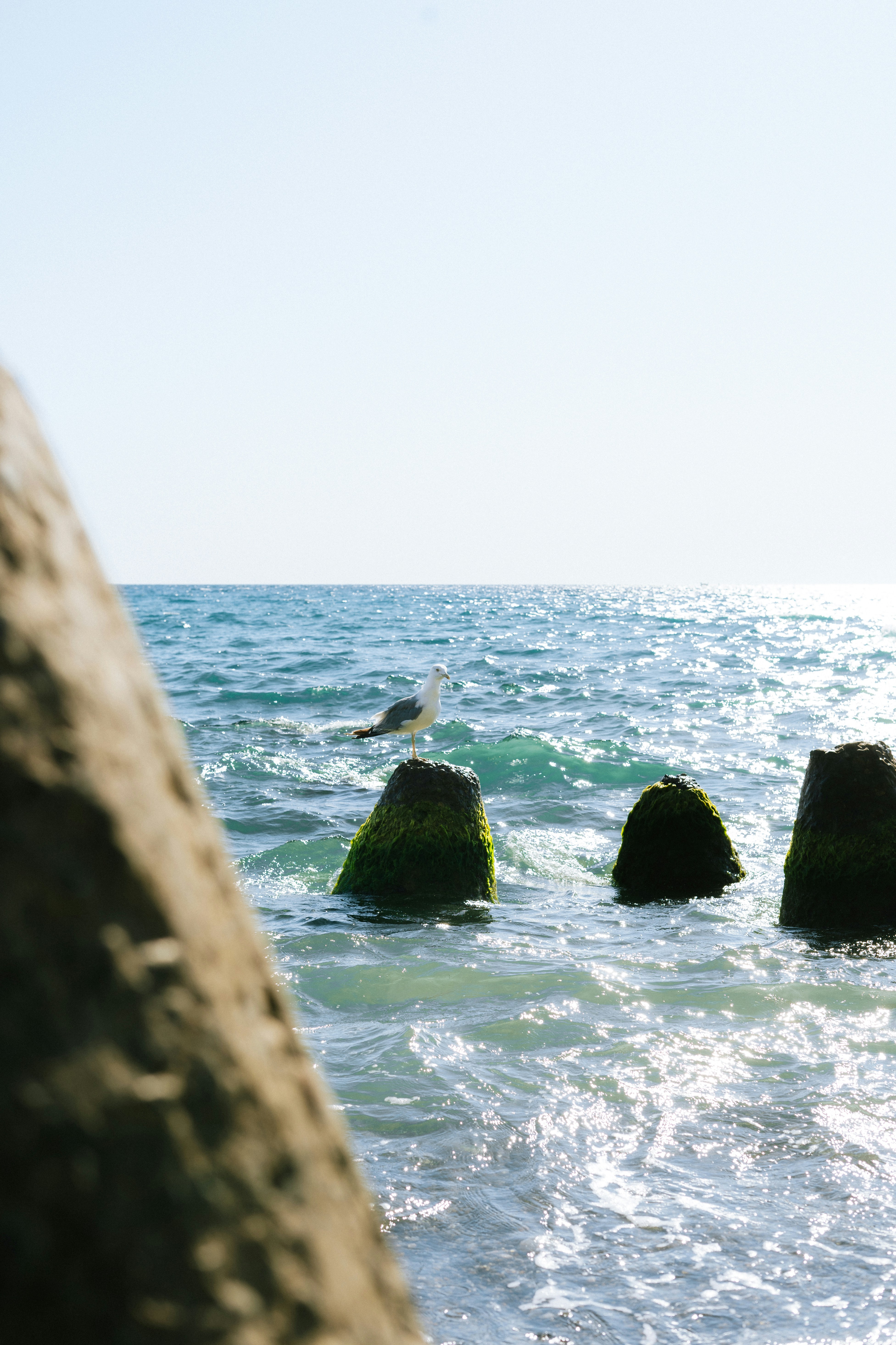 A bird is sitting on some rocks in the water