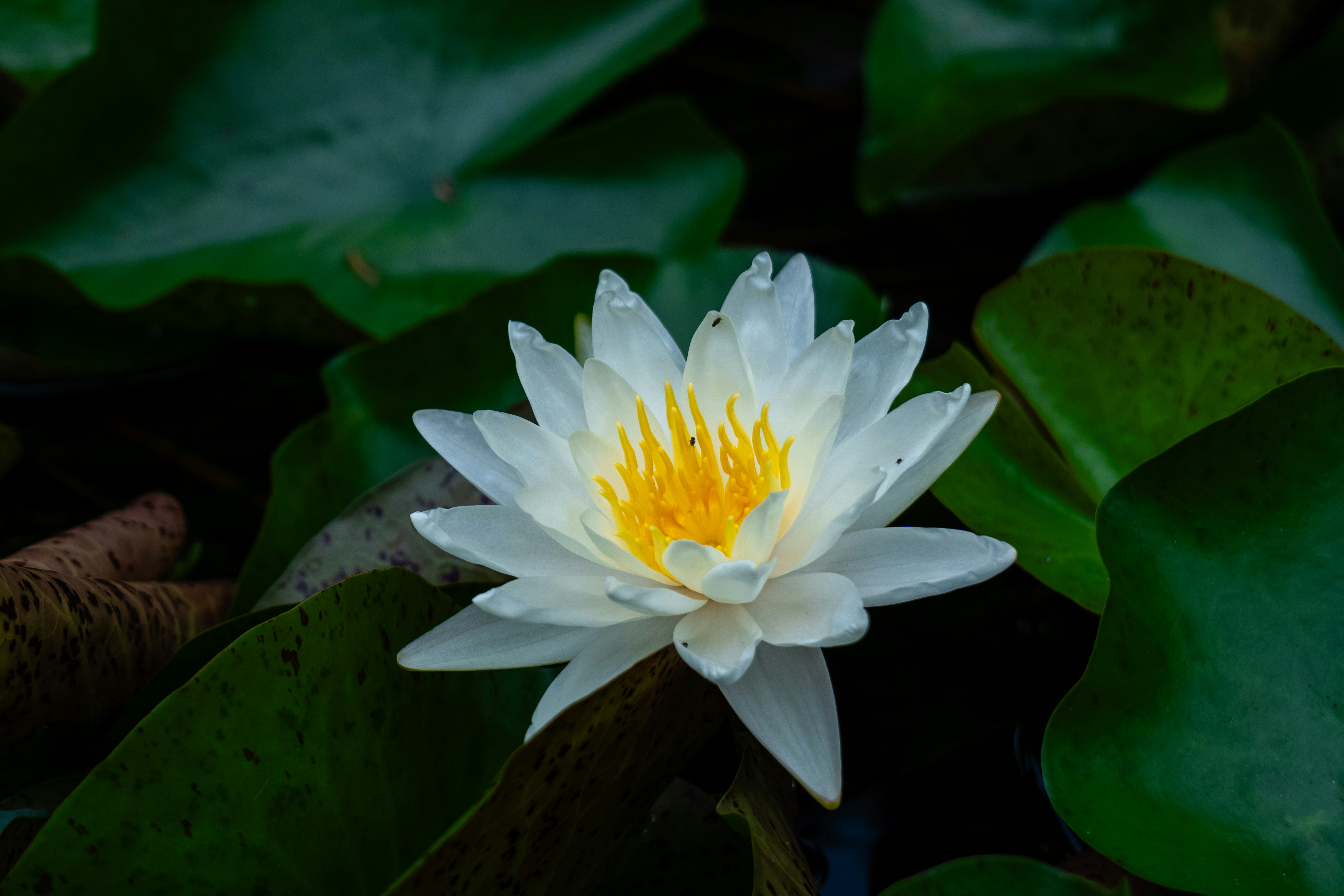 Photo by aasing_gwok