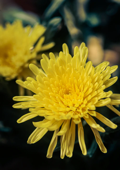 durban flowers - yellow chrysanthemums