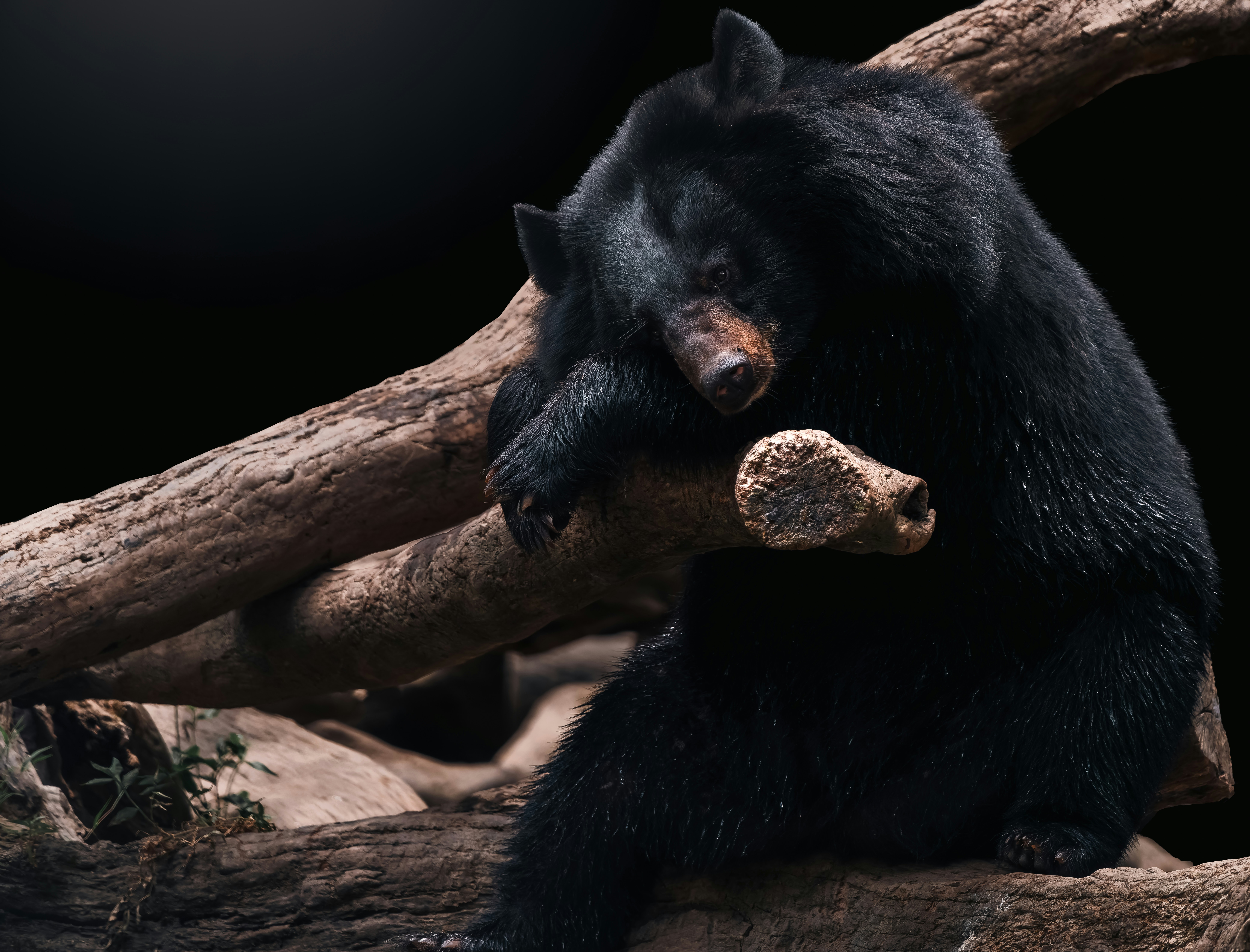 Great Smoky Mountains: Smart Technology for Black Bear Conservation (image credits: unsplash)