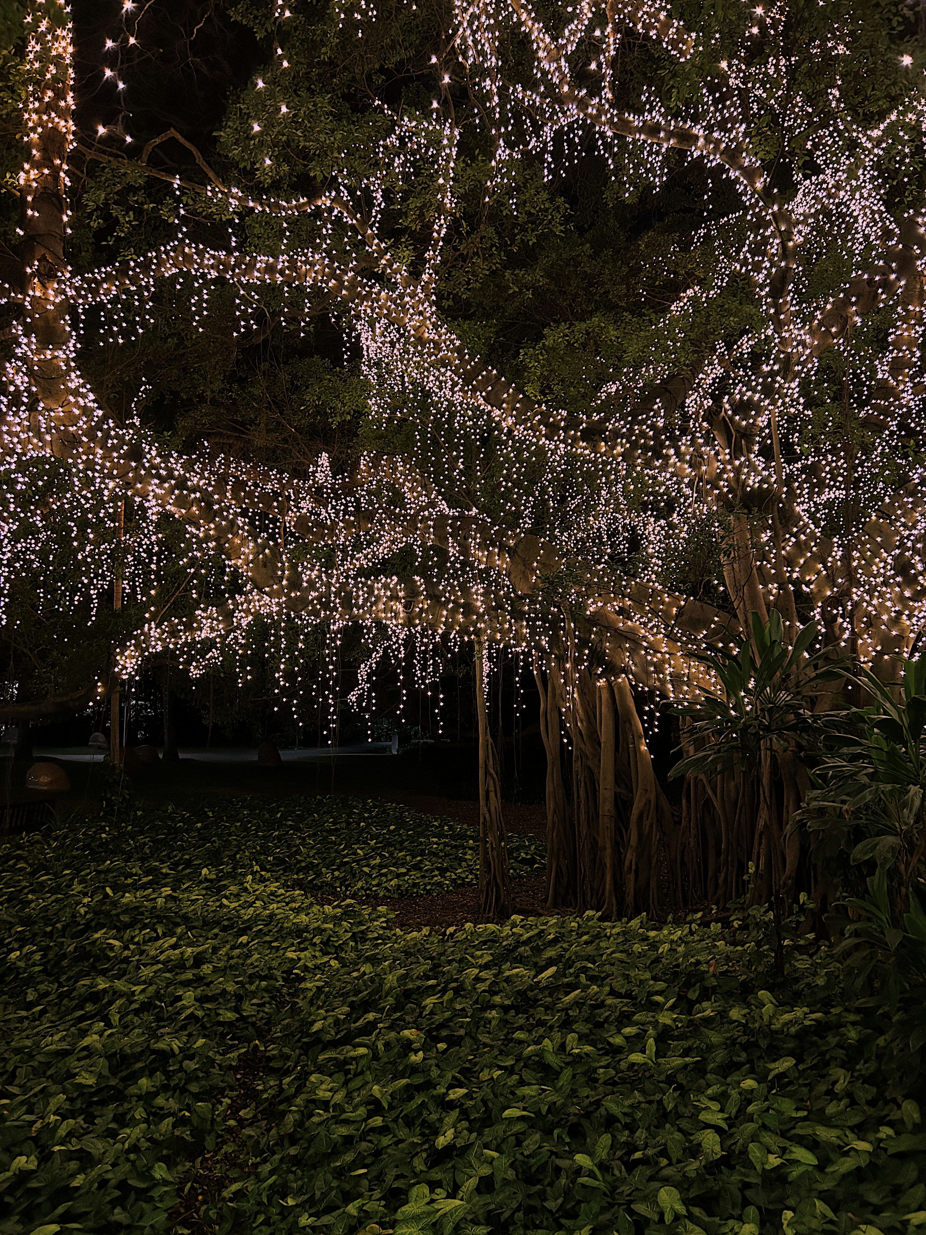 A tree with white lights in a park