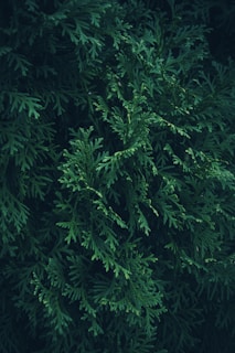 A large green tree with lots of leaves