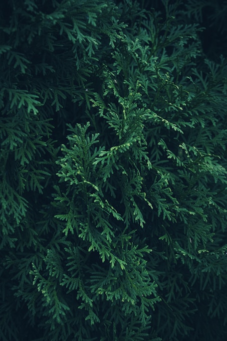 A large green tree with lots of leaves