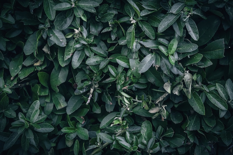 Evergreen Leaves