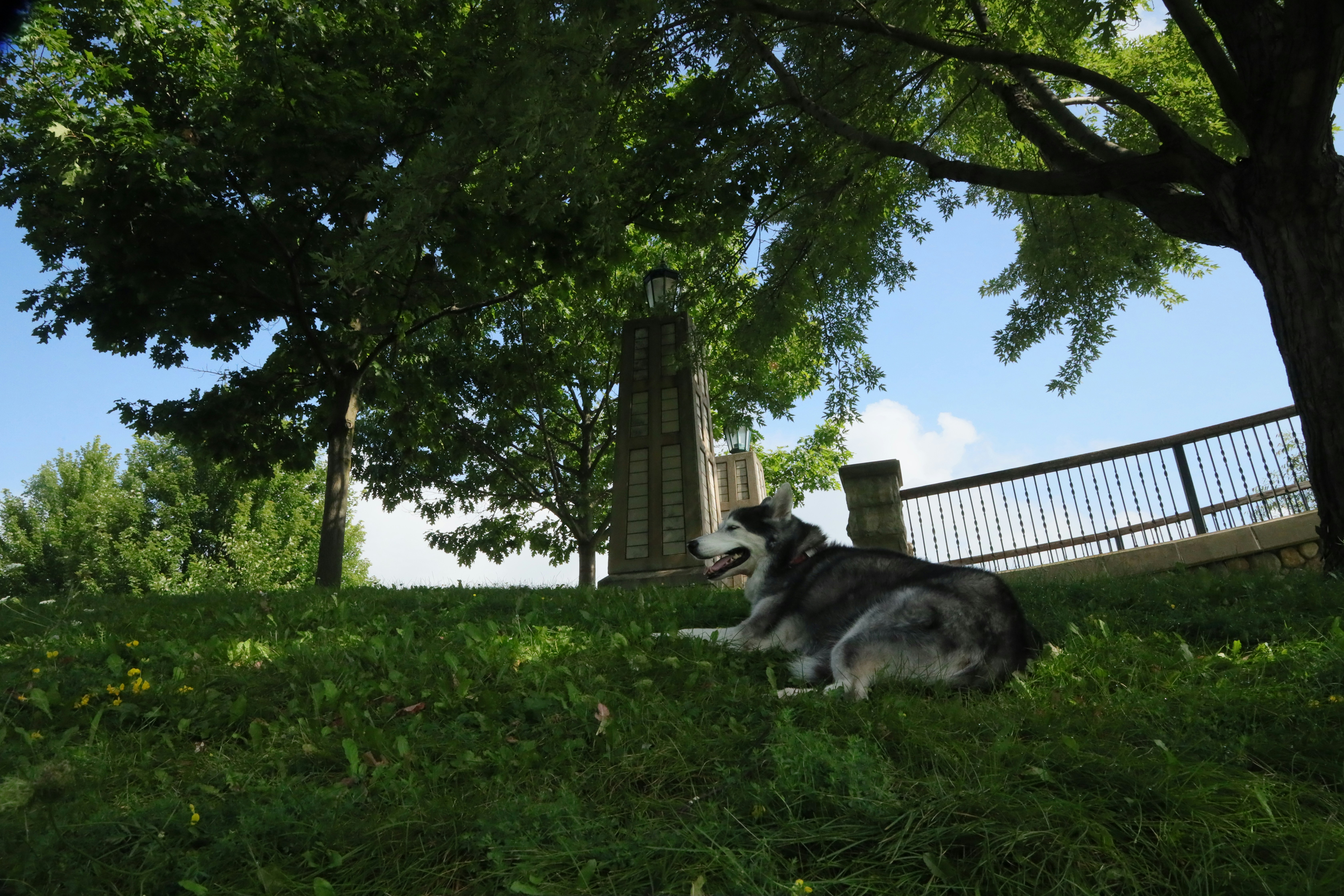A dog laying in the grass under a tree
