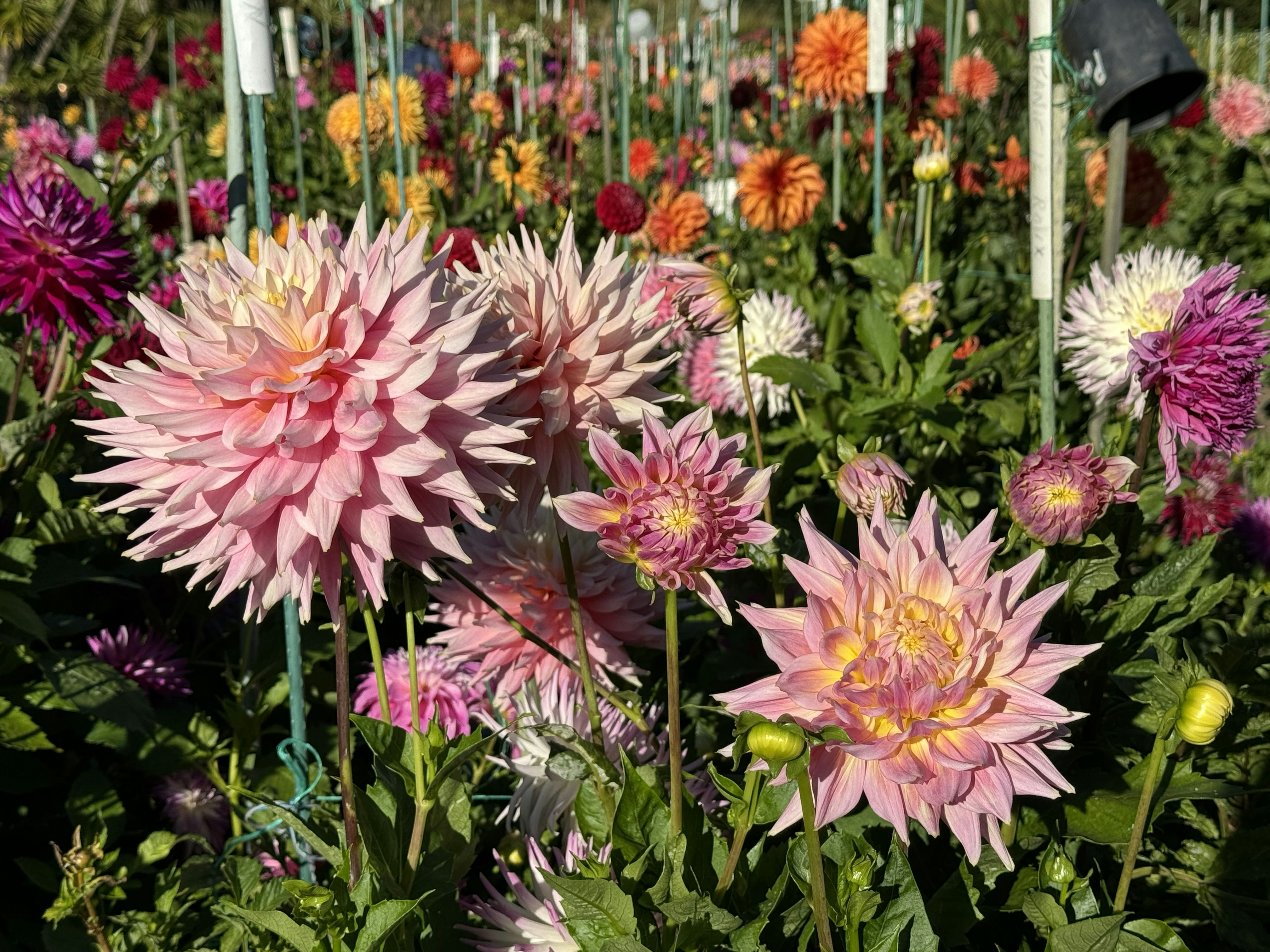 A field full of colorful flowers in the middle of the day