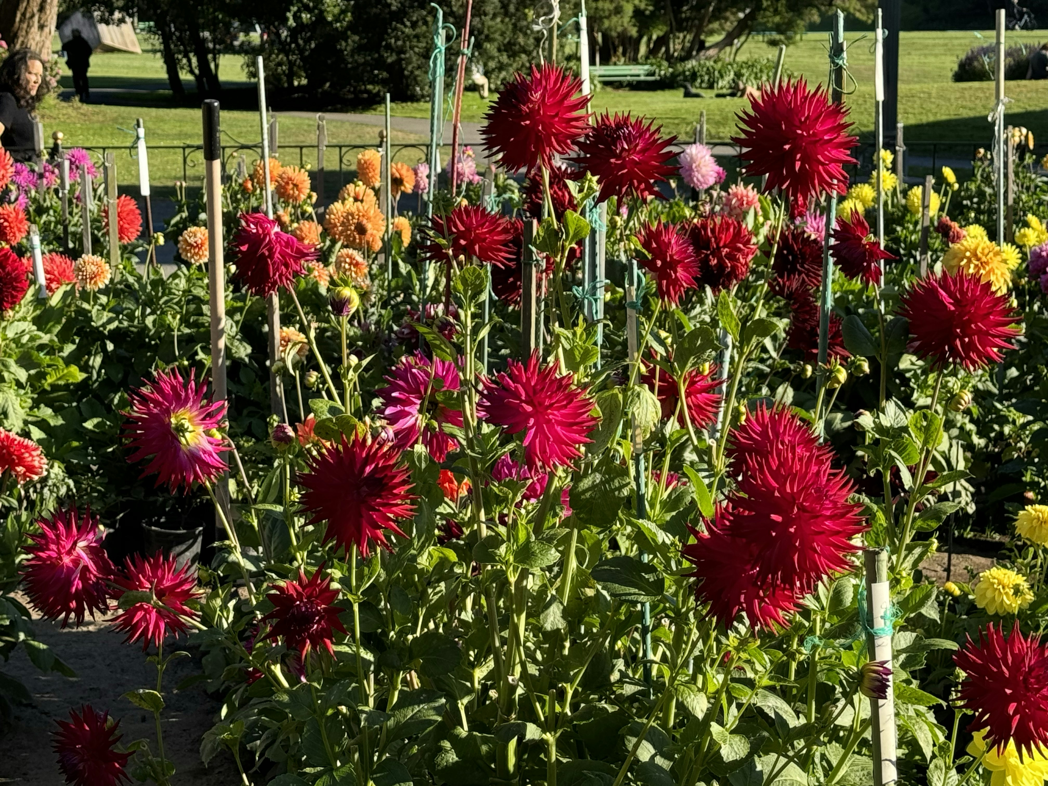 A garden filled with lots of colorful flowers