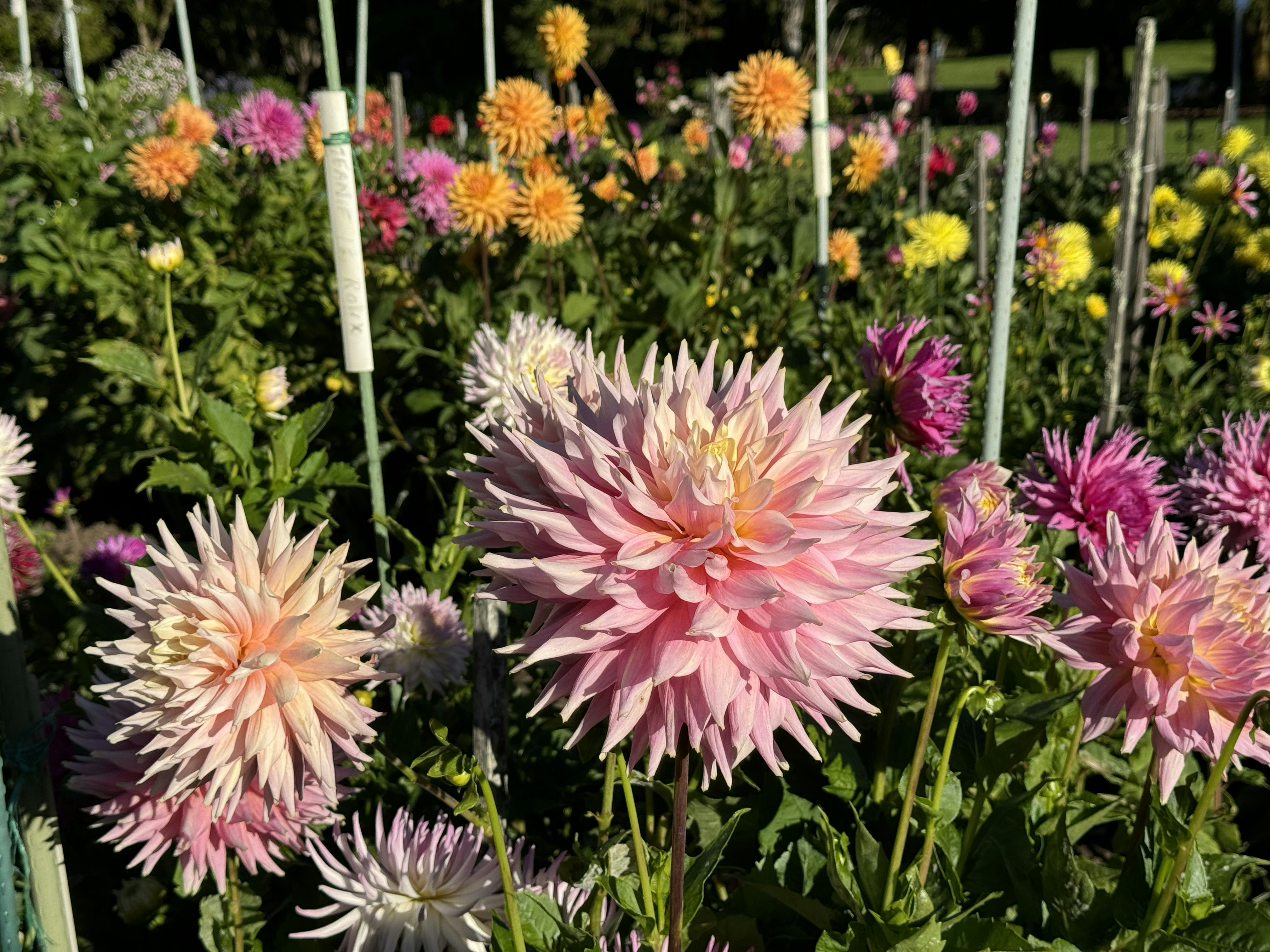 A garden filled with lots of different colored flowers