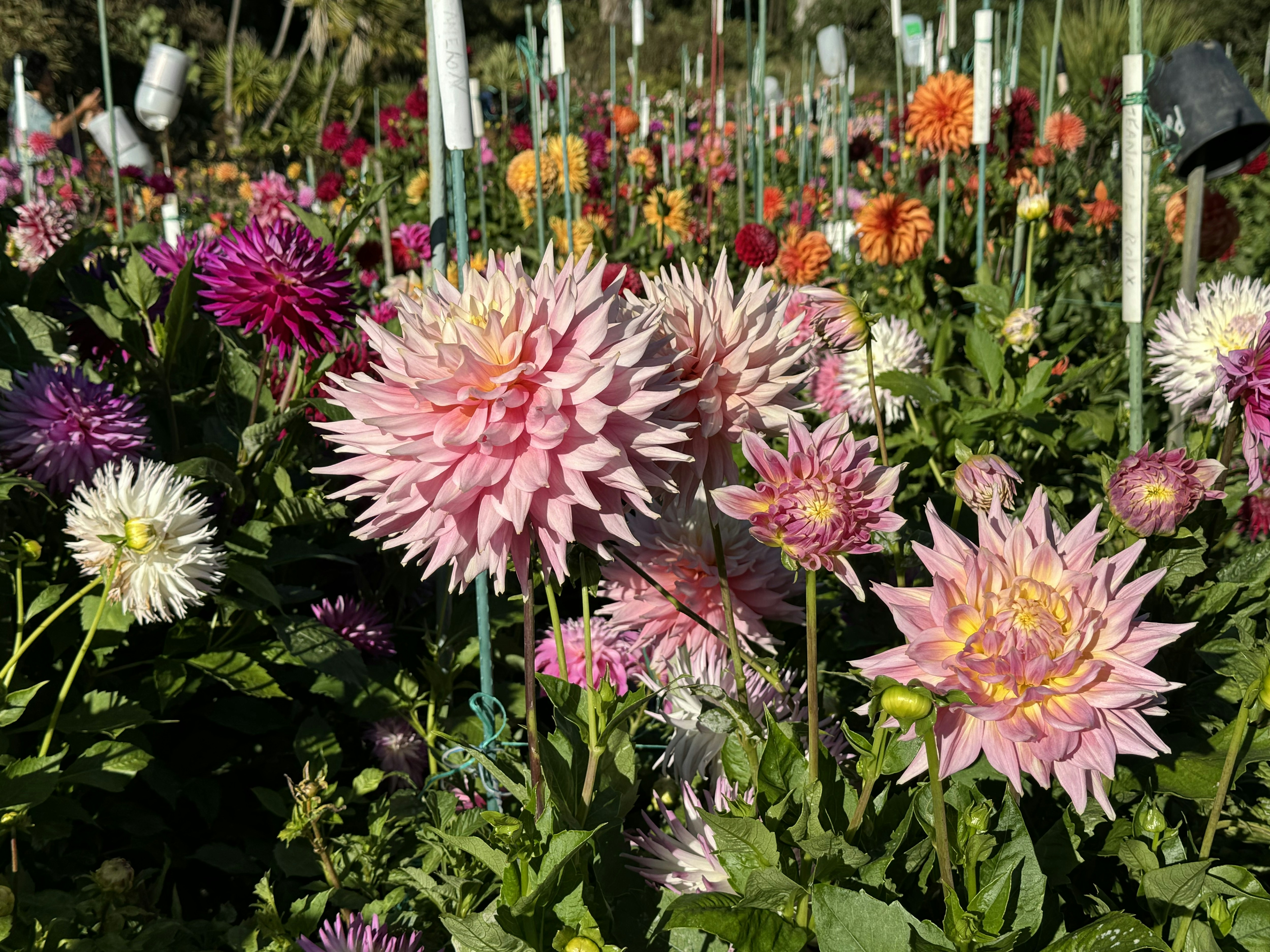 A garden filled with lots of different colored flowers