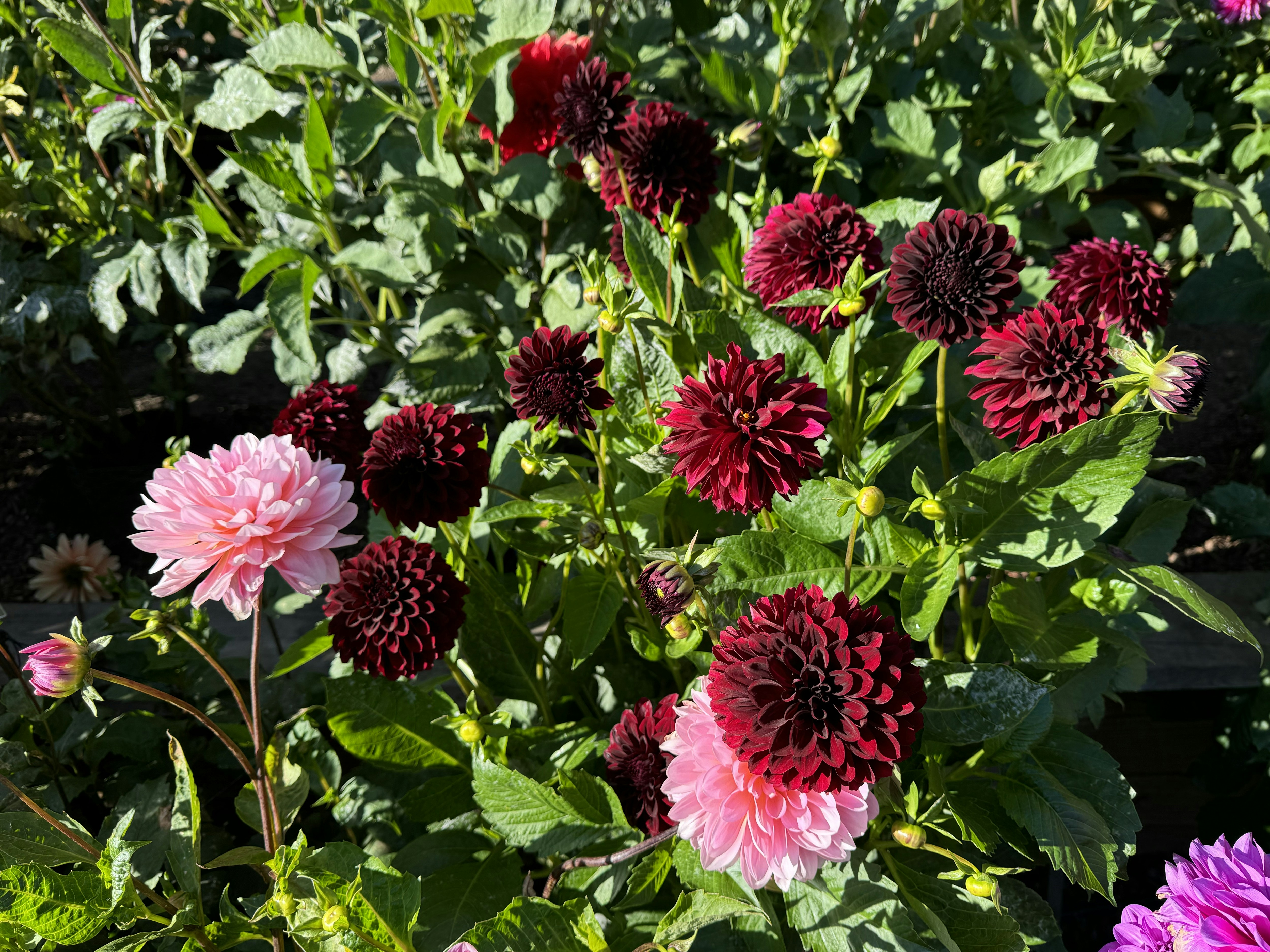 A bunch of flowers that are in the grass