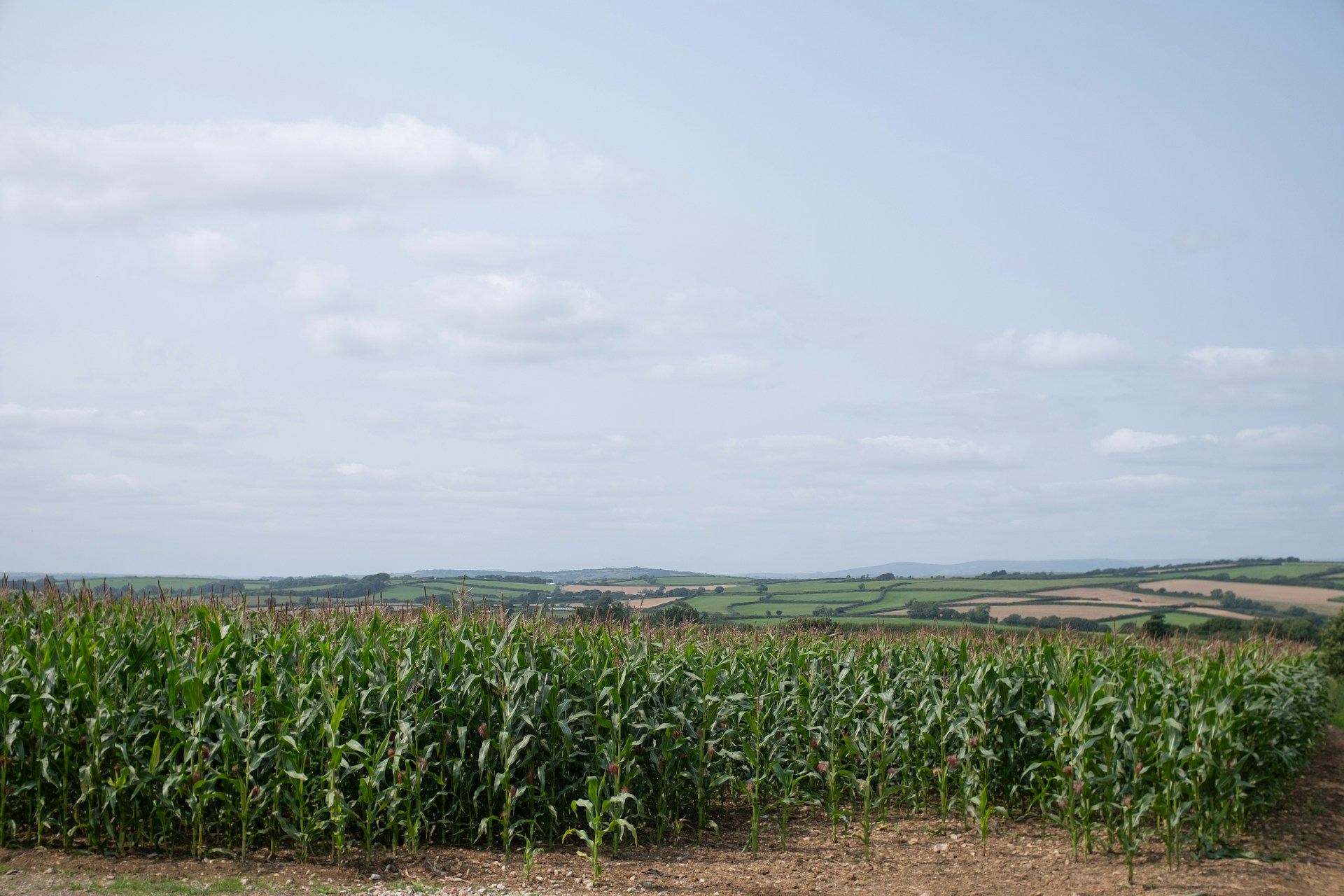 A large field of corn on a sunny day