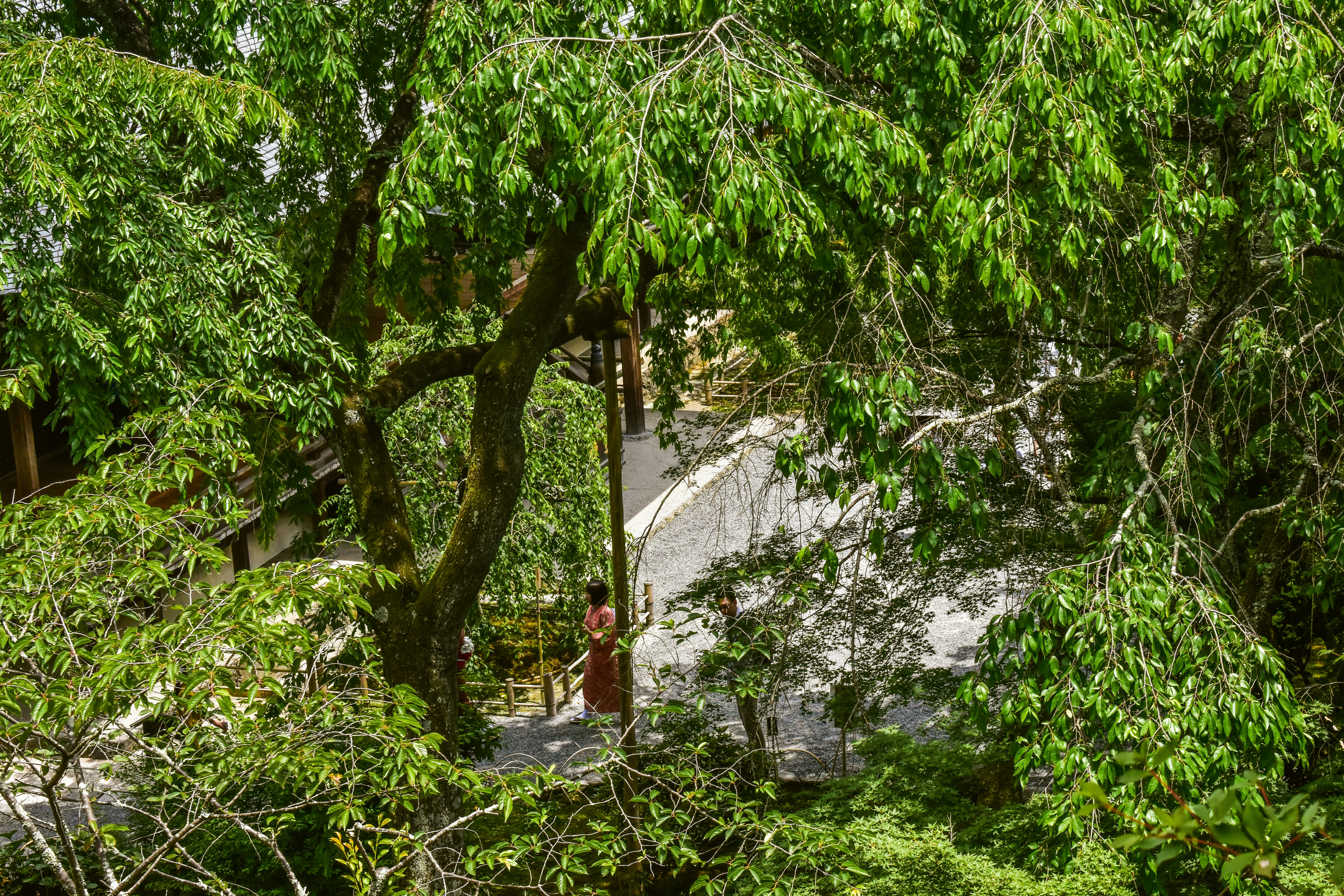 Tree that has fallen on a house after a storm showing the importance of emergency tree services - tree service mentor