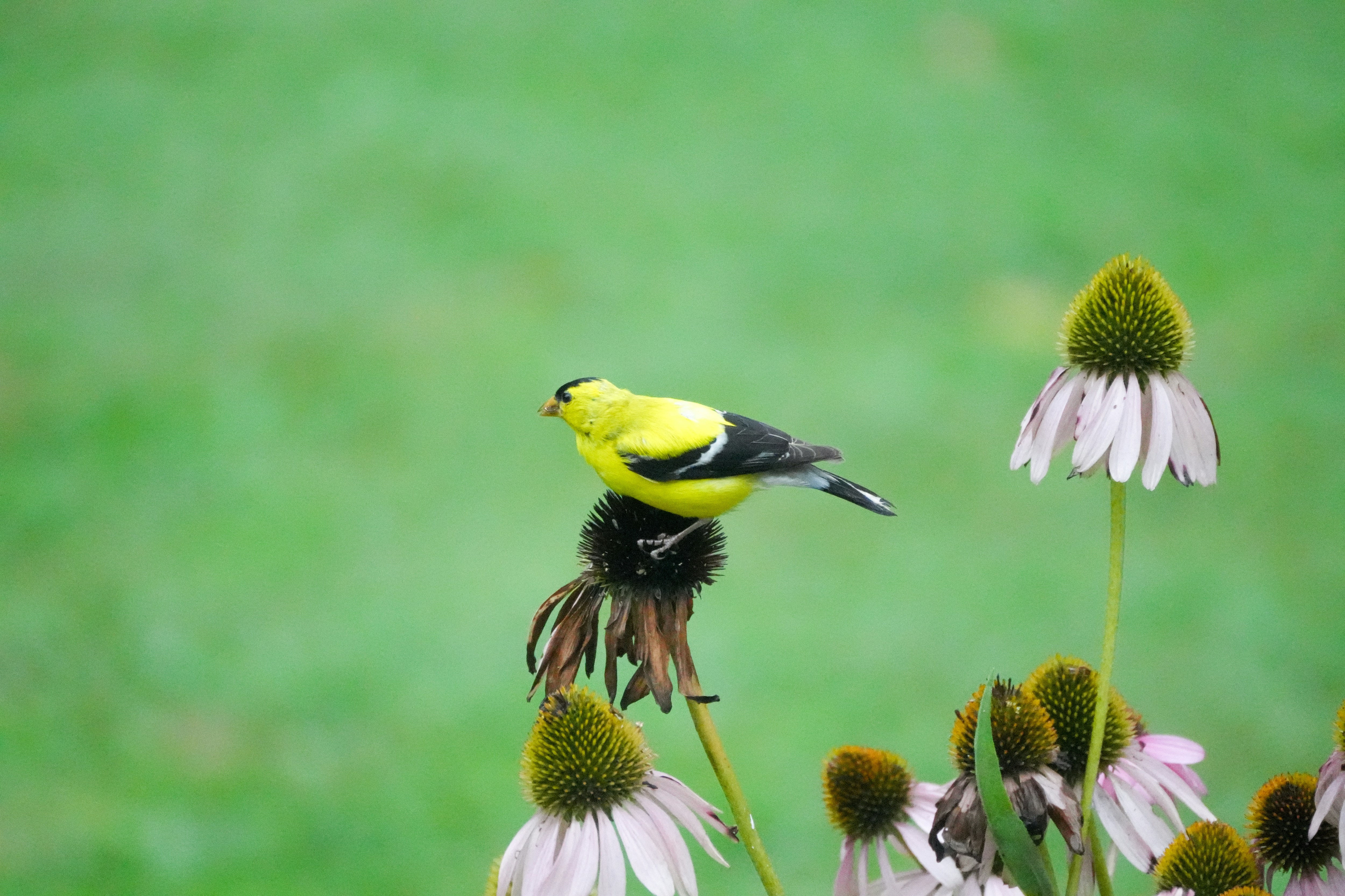 Ein gelb-schwarzer Vogel, der auf einer Blume sitzt