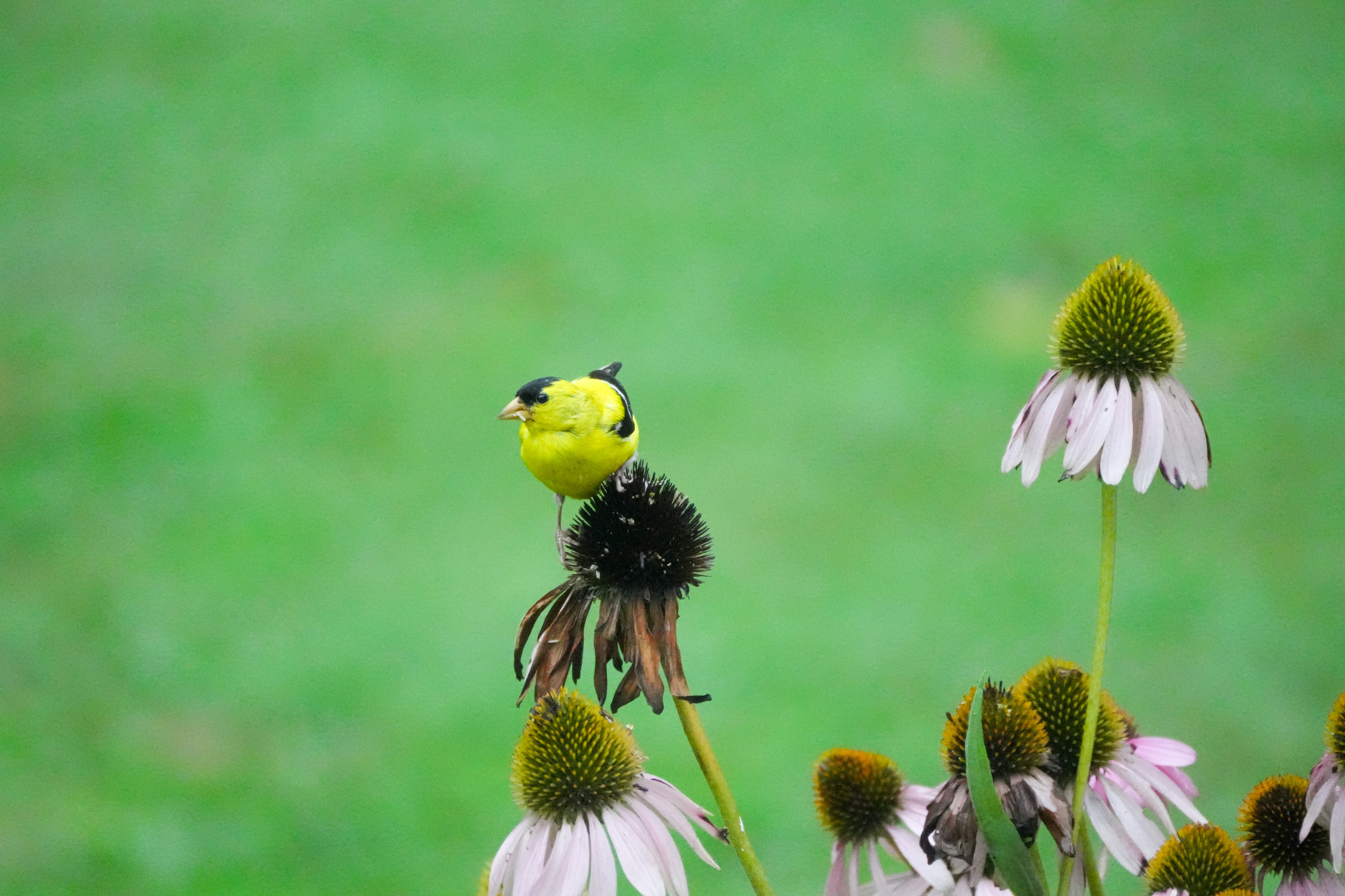 Ein kleiner gelber Vogel, der auf einer Blume sitzt