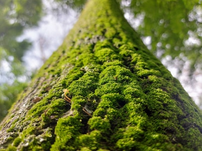 A moss covered tree trunk in a forest