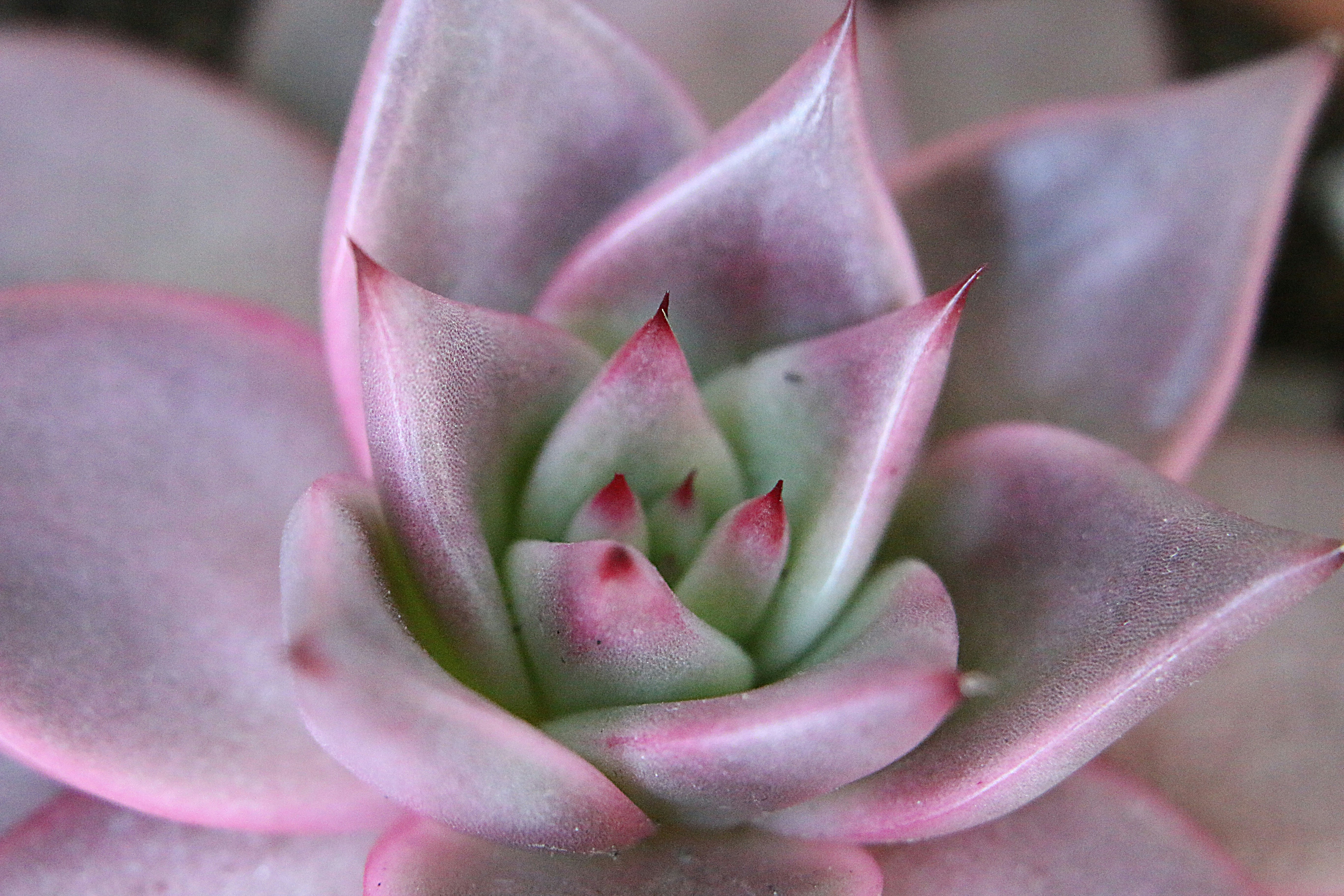 Photo by serranonline