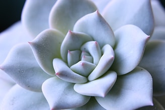 A close up of a white flower on a plant