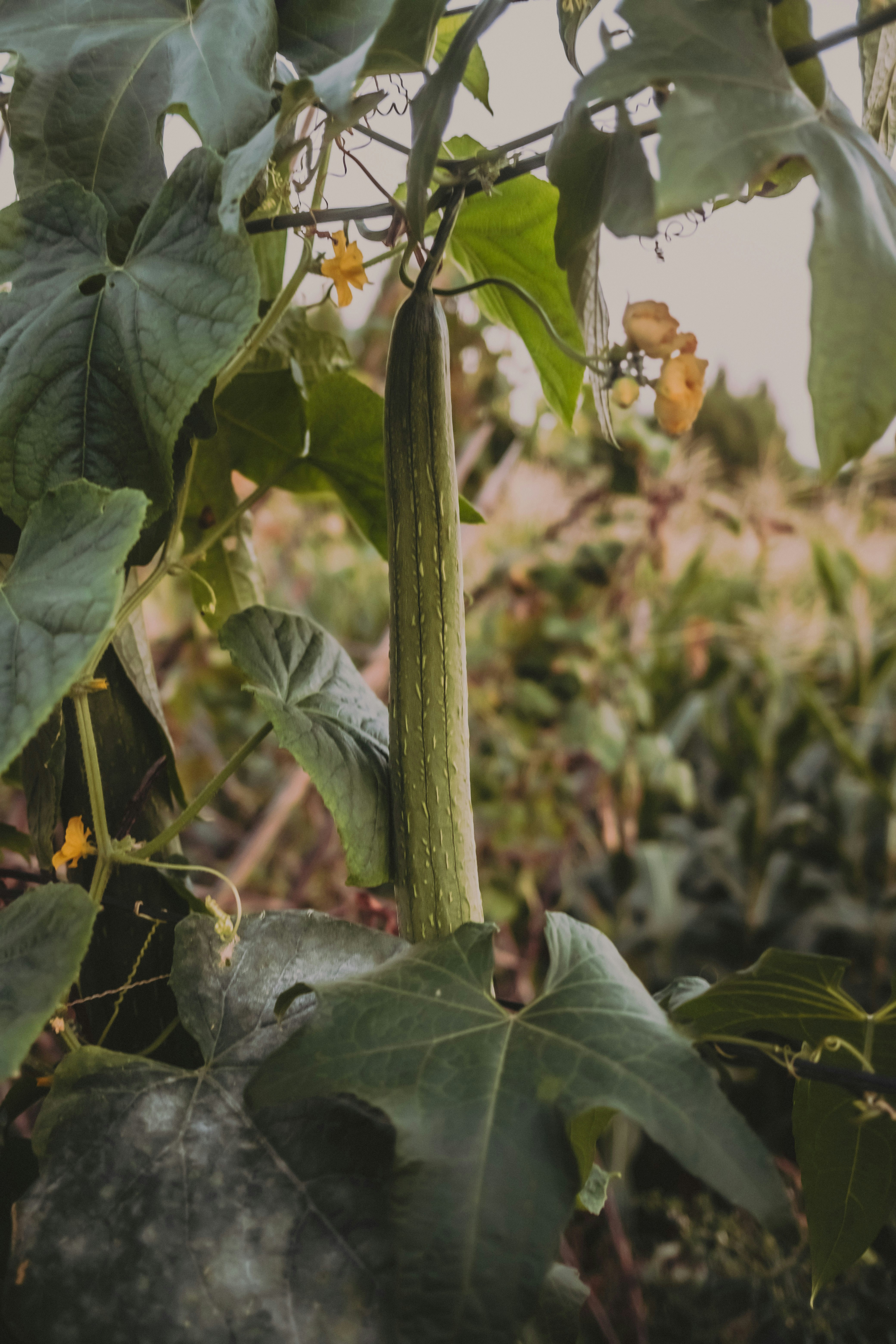 Photo by xingchenyan