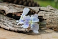 A flower that is sitting on a piece of wood