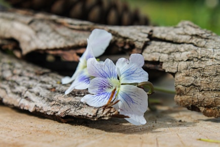 A flower that is sitting on a piece of wood