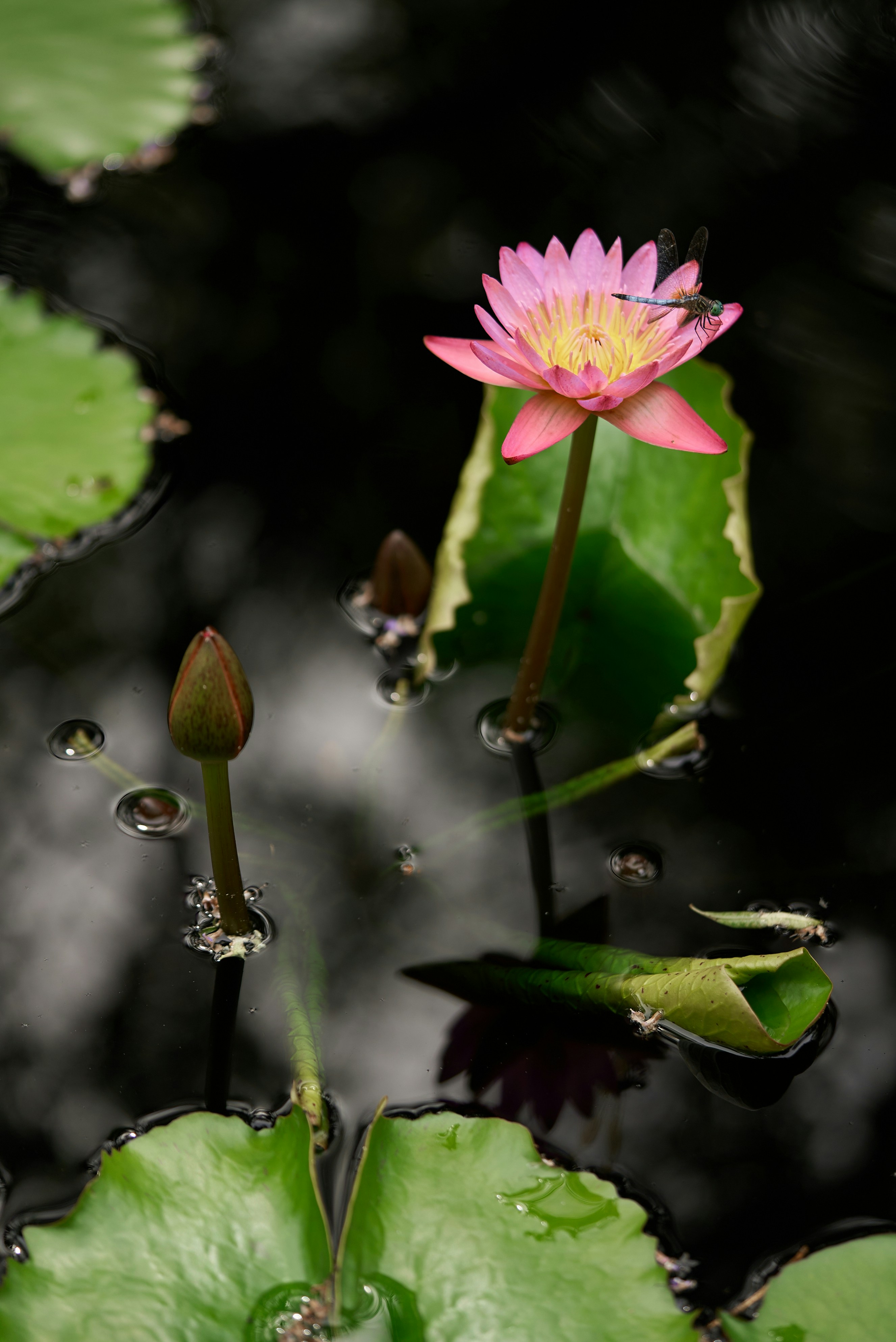A pink water lily floating on top of green leaves photo – Free ...