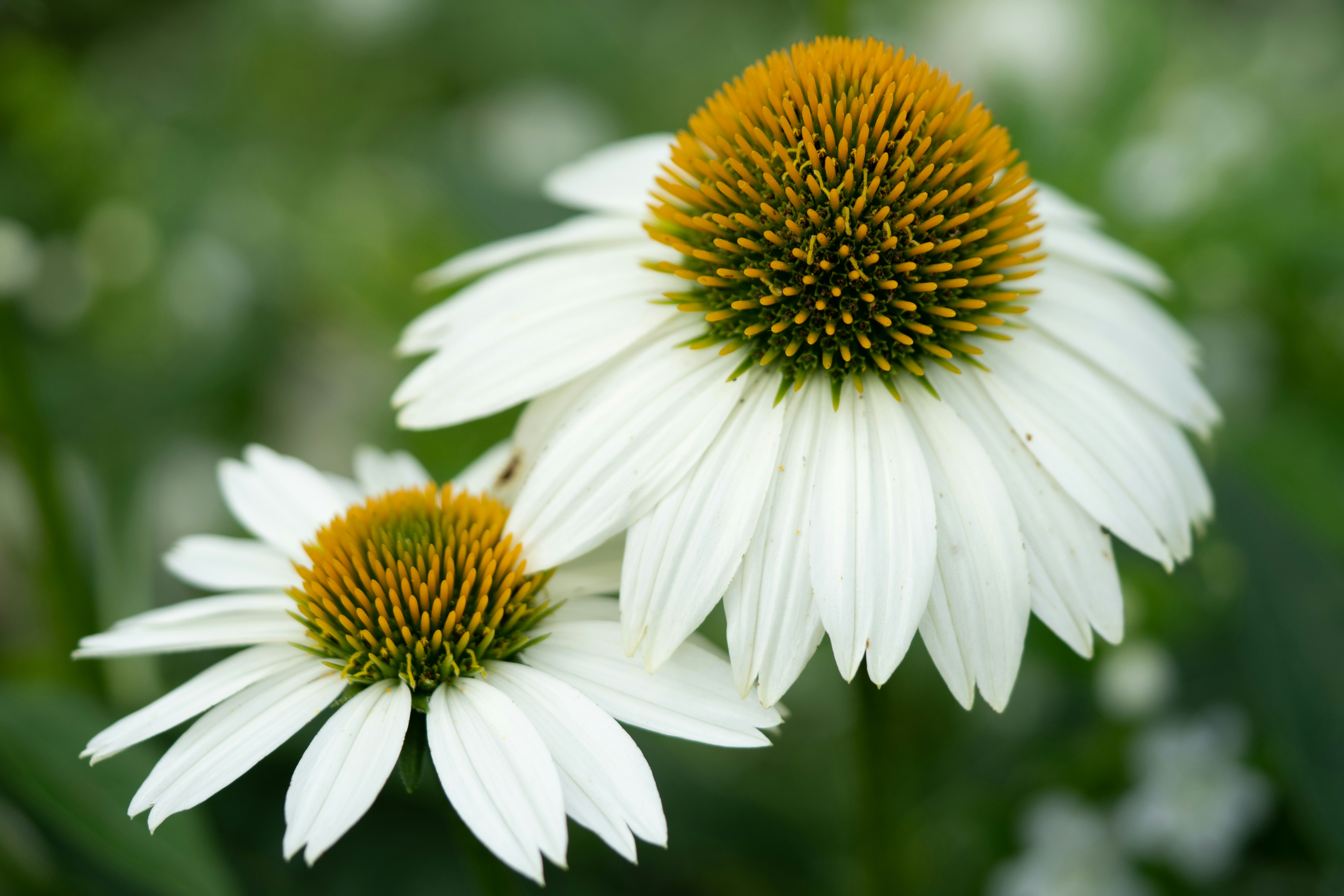 Photo by norajanelong