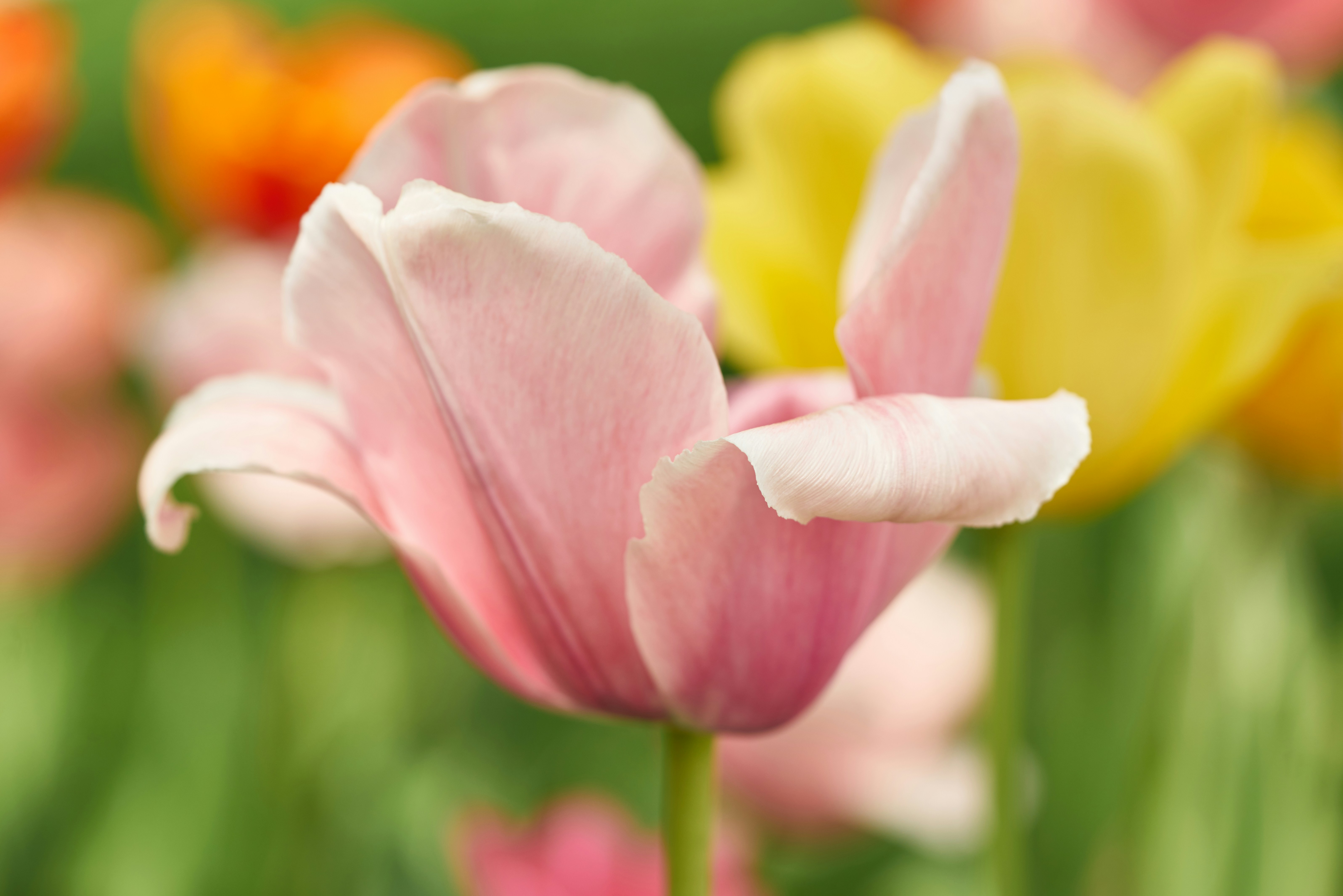 Photo by norajanelong