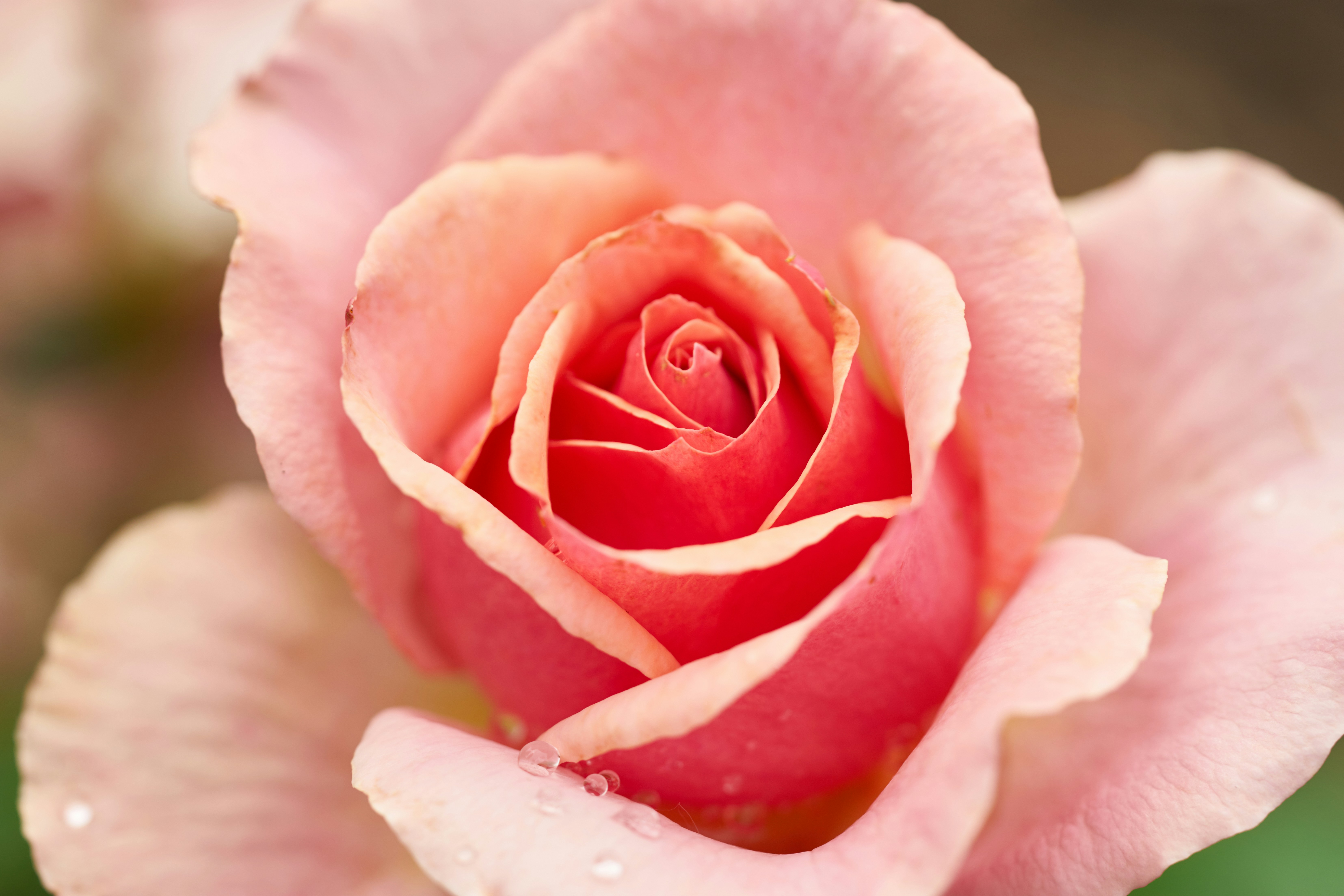 Photo by norajanelong