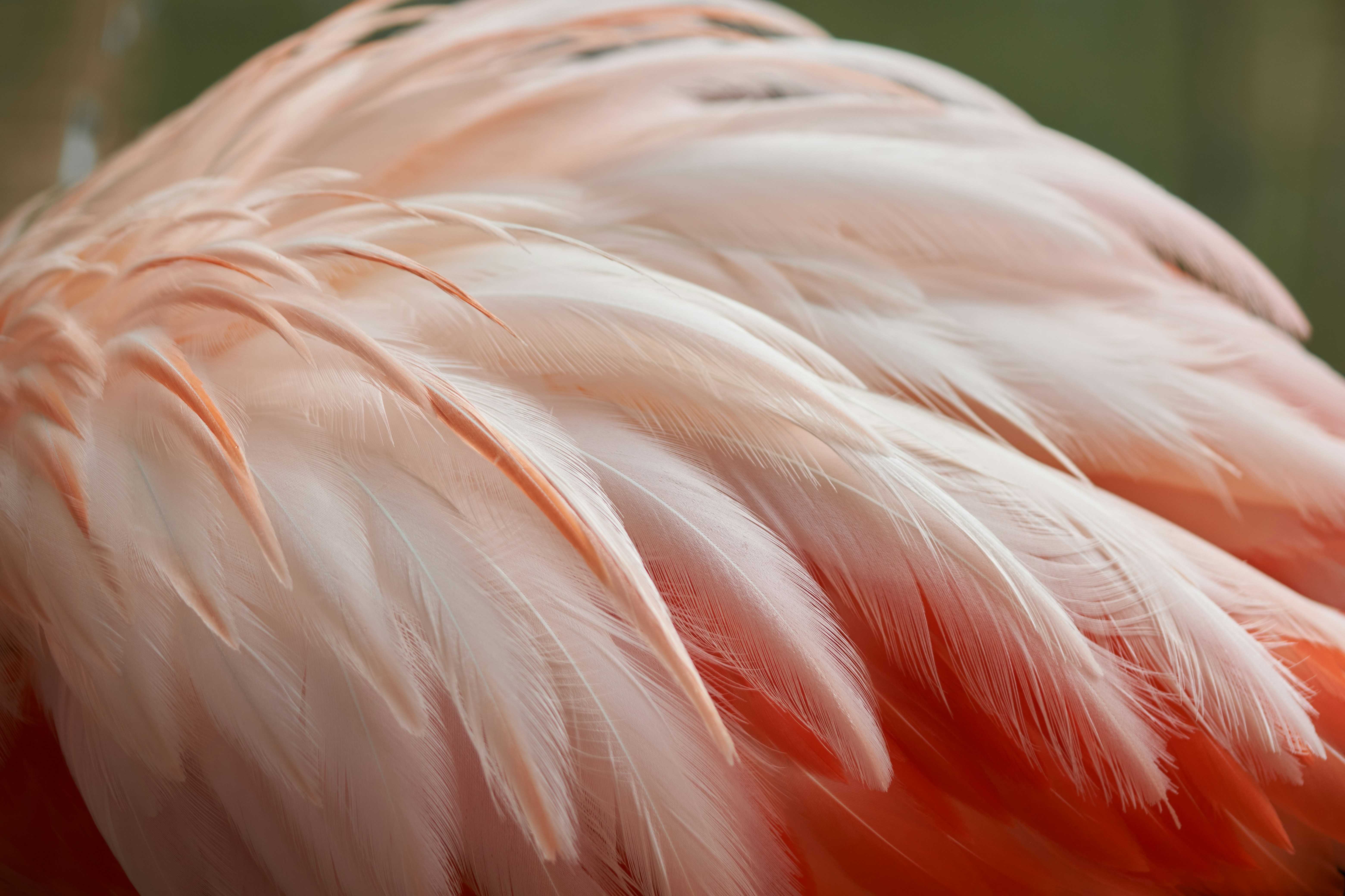 Photo by norajanelong