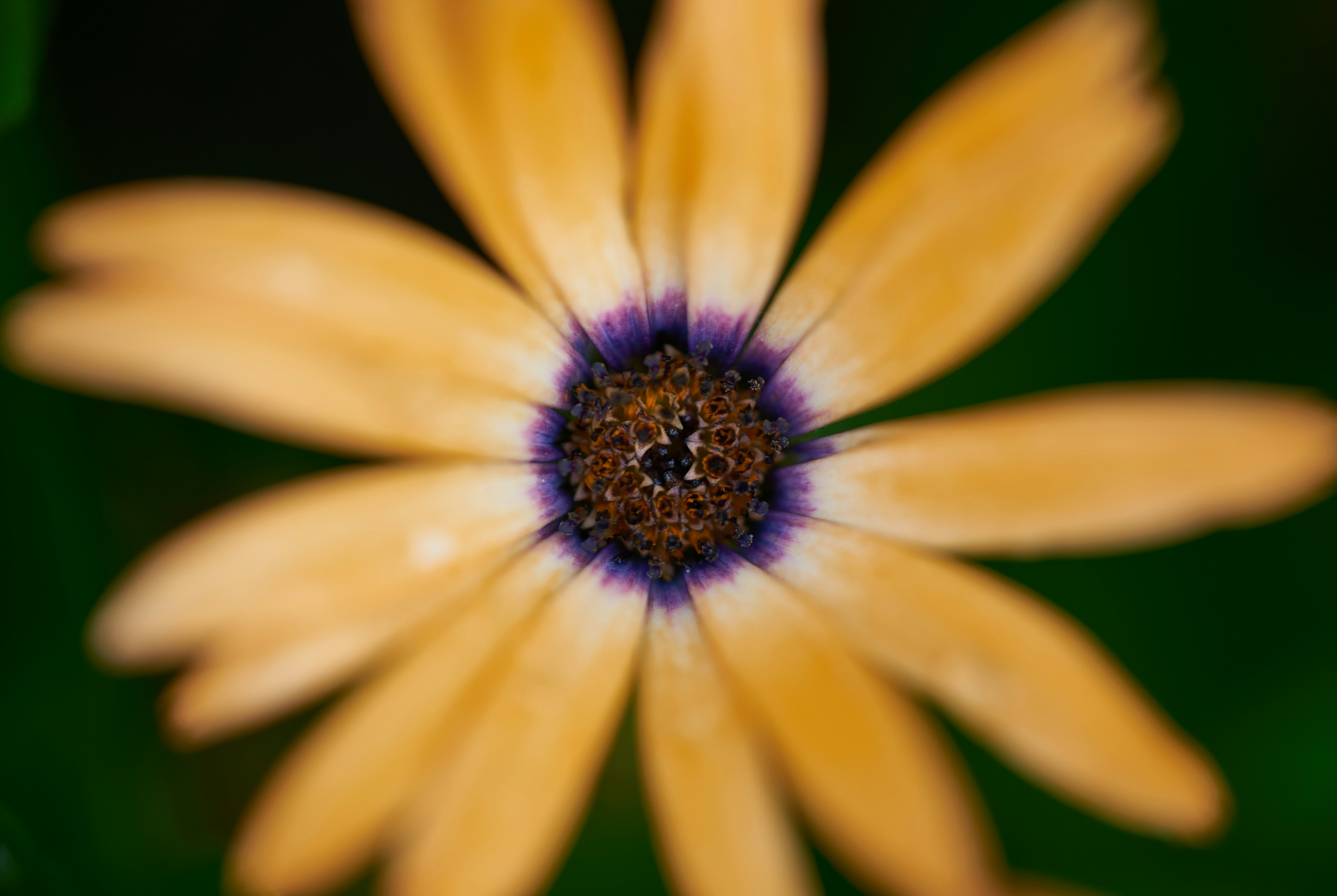 Photo by norajanelong