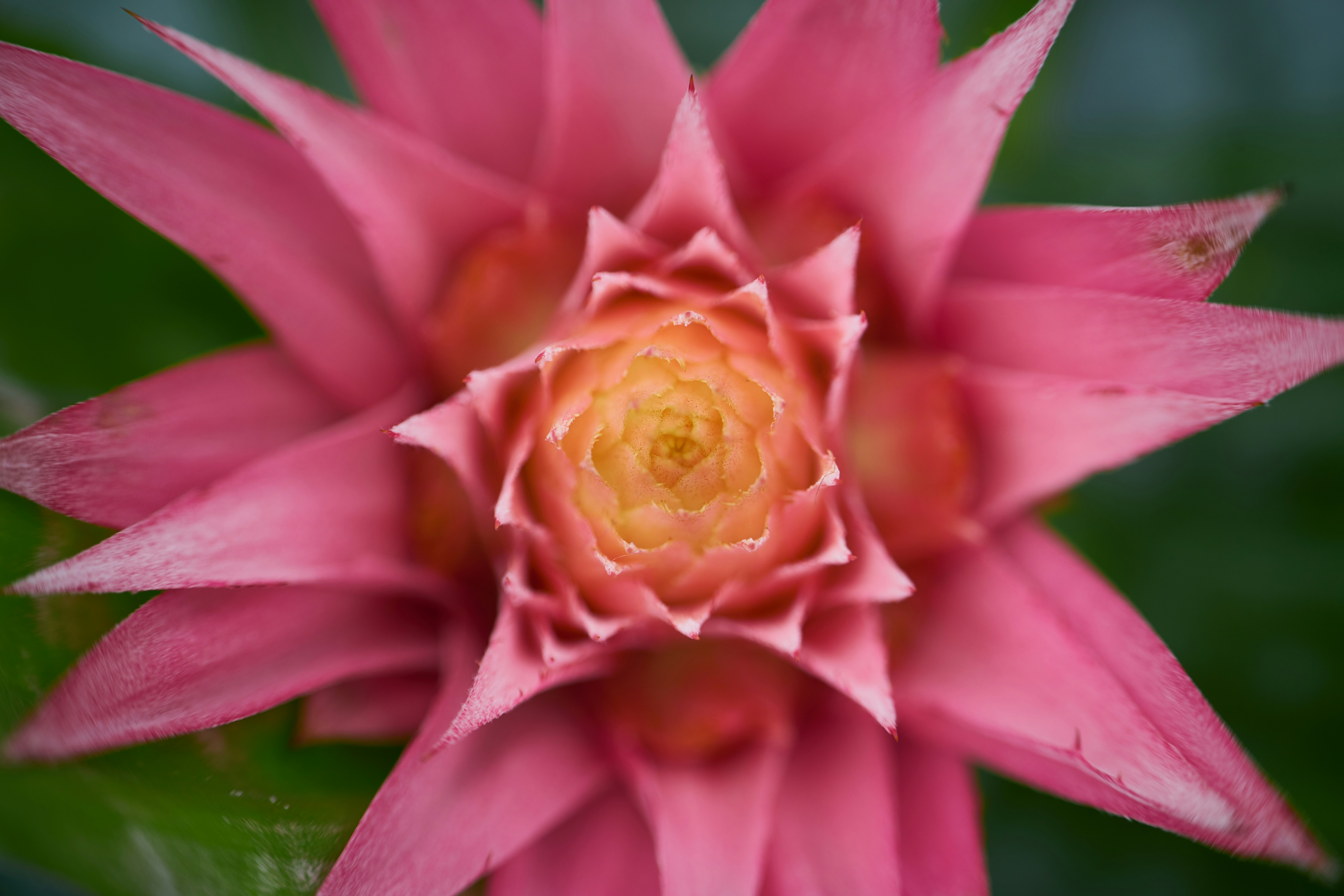 Photo by norajanelong