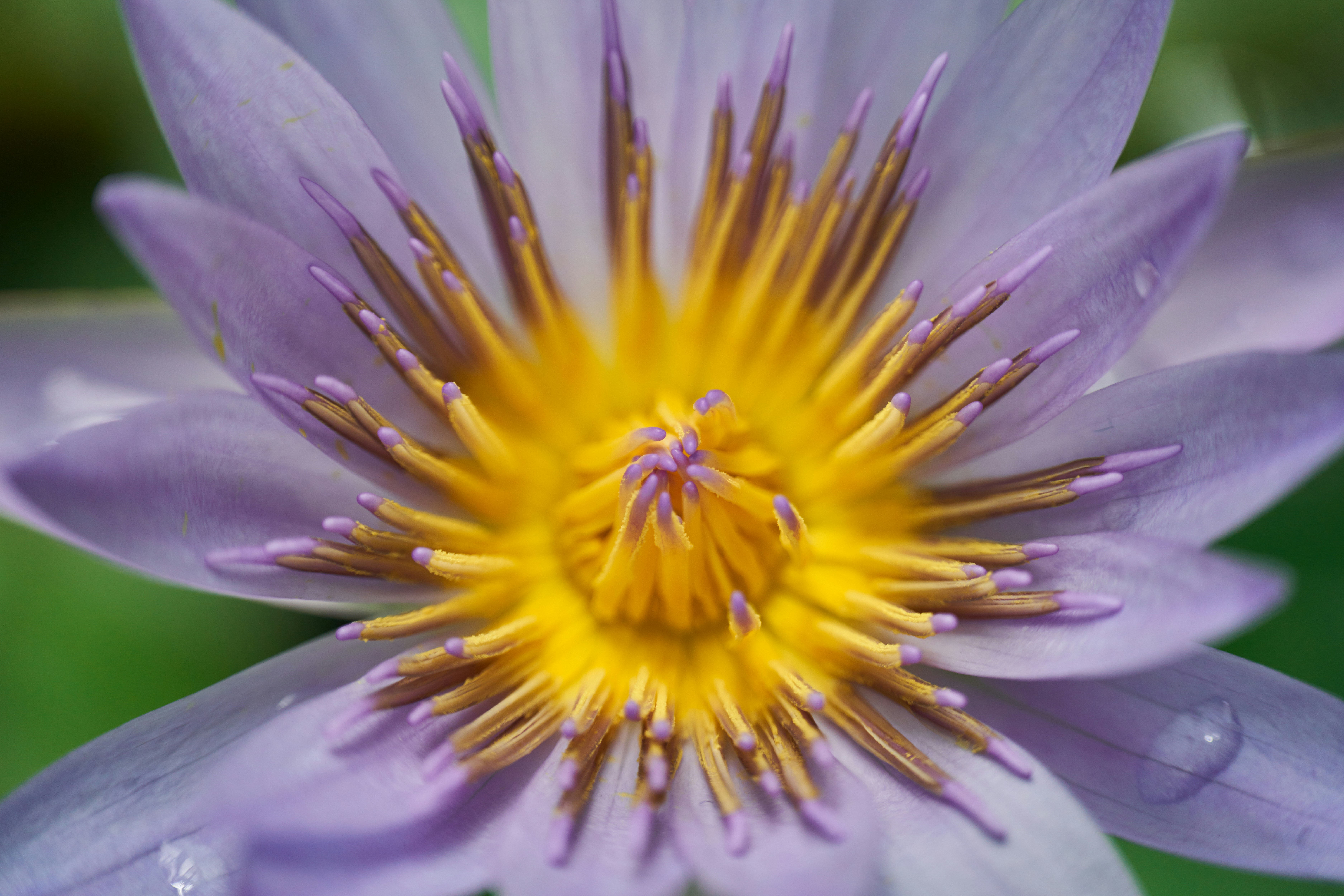 Photo by norajanelong