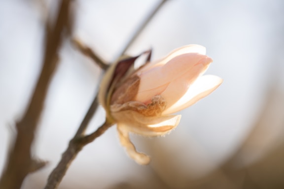 A close up of a flower on a tree branch