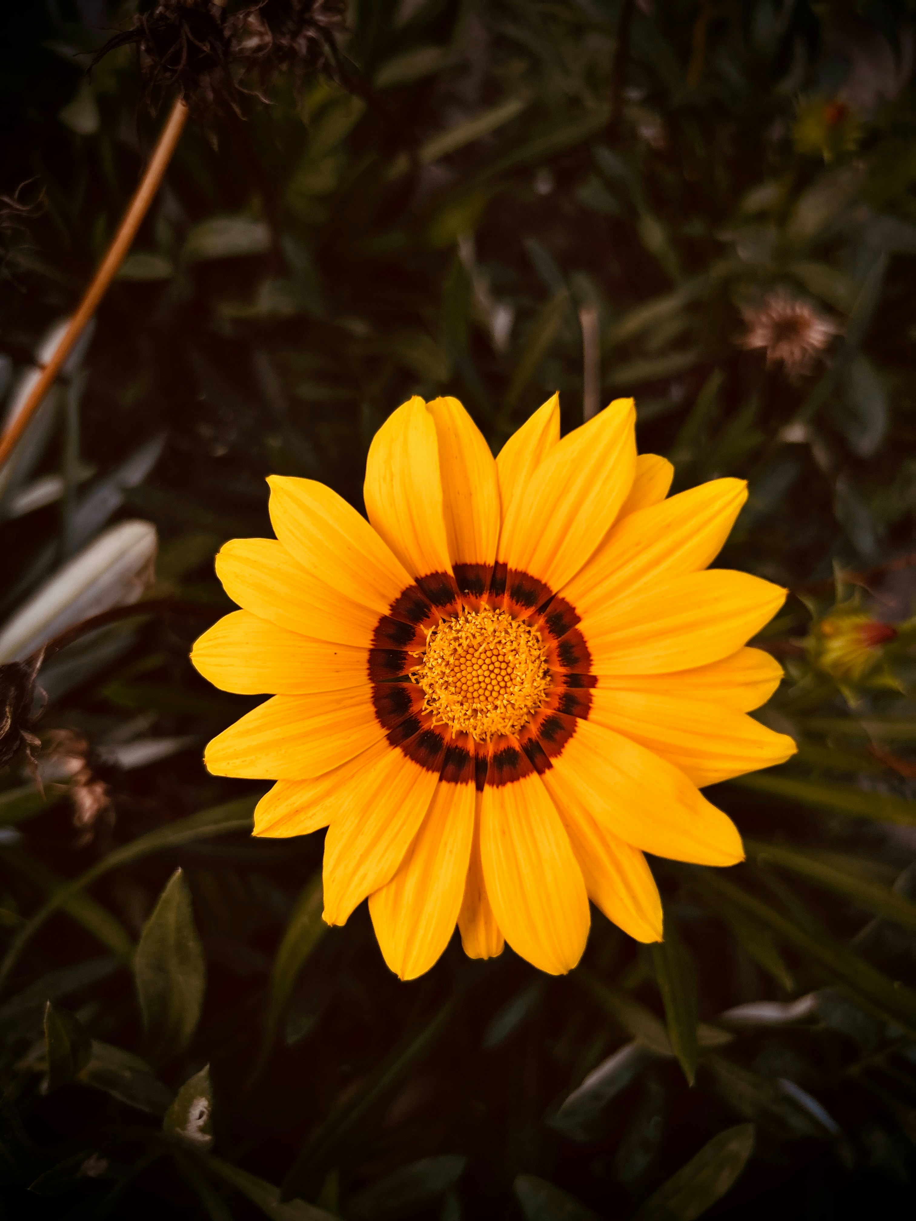 Photo by joymitra236