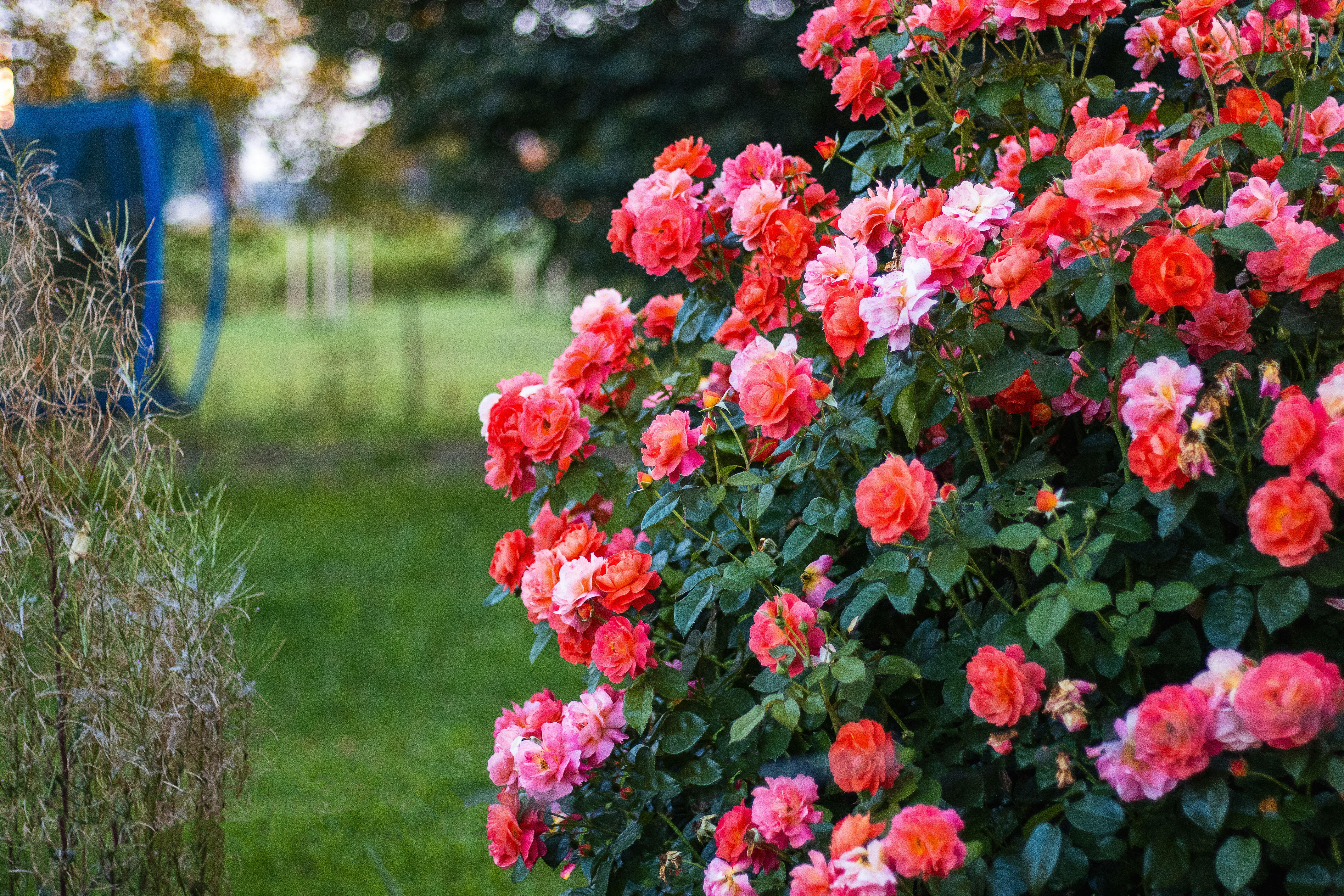 A bush full of pink flowers in a park