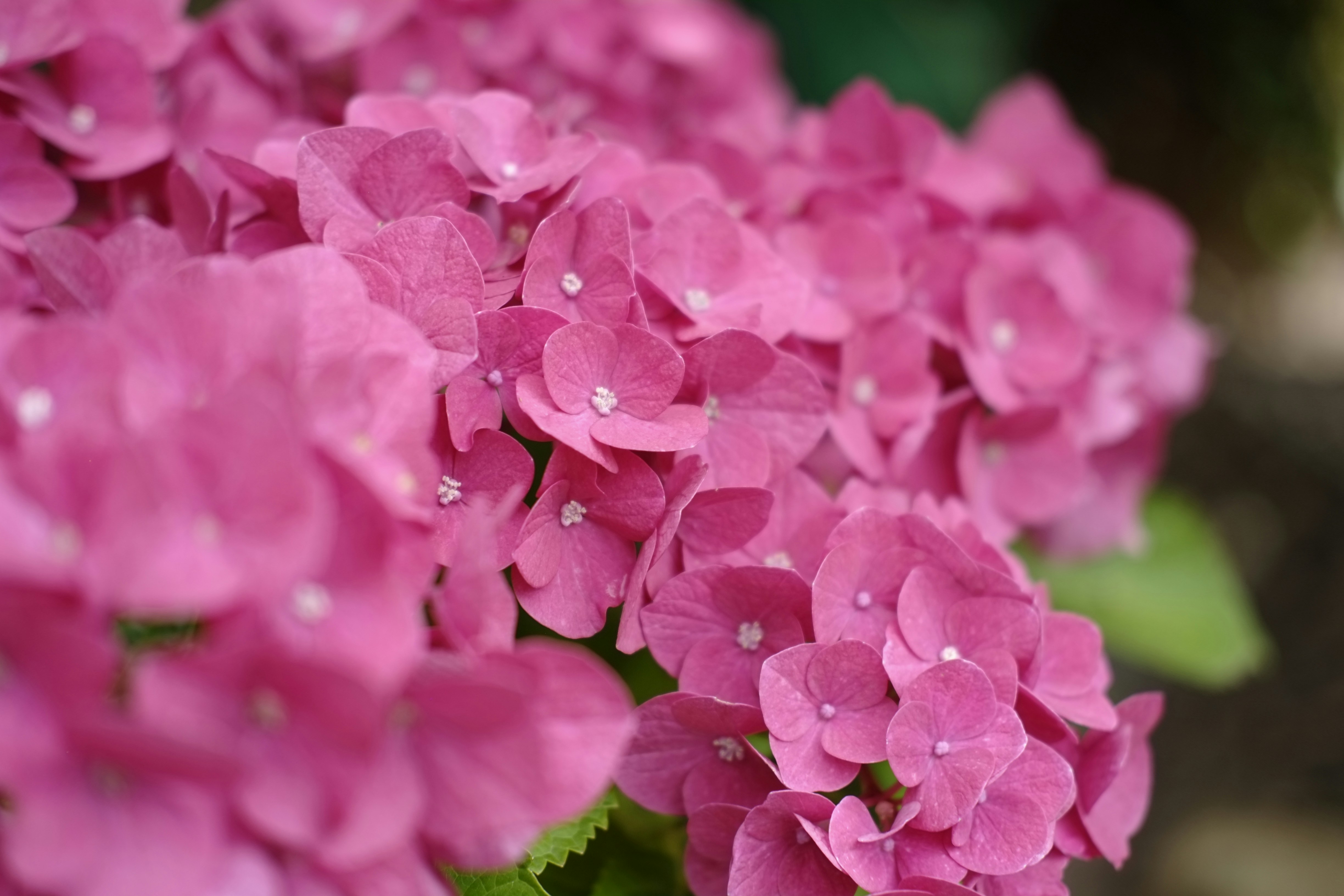 Photo by bernhardbar