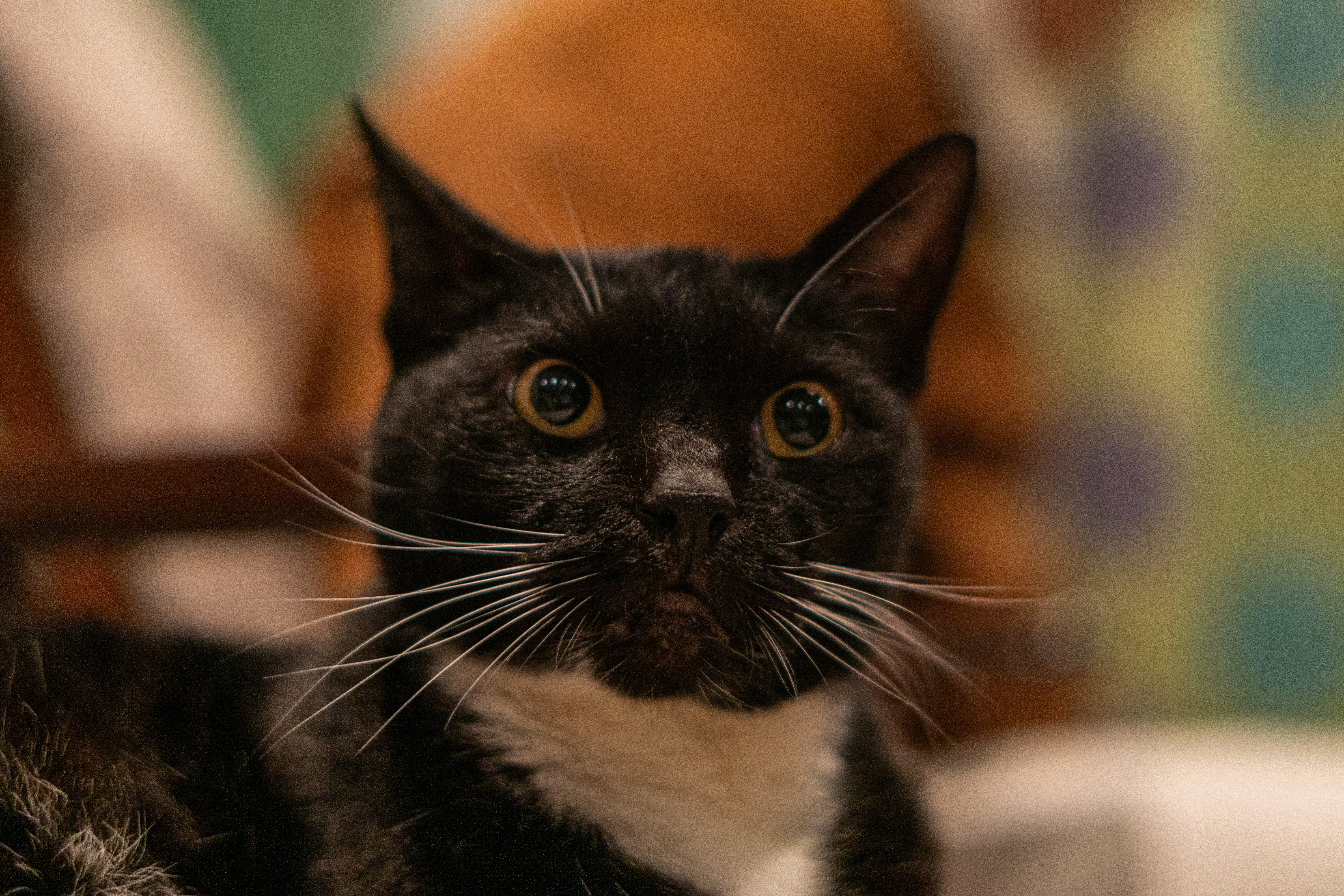 A black and white cat sitting in a chair