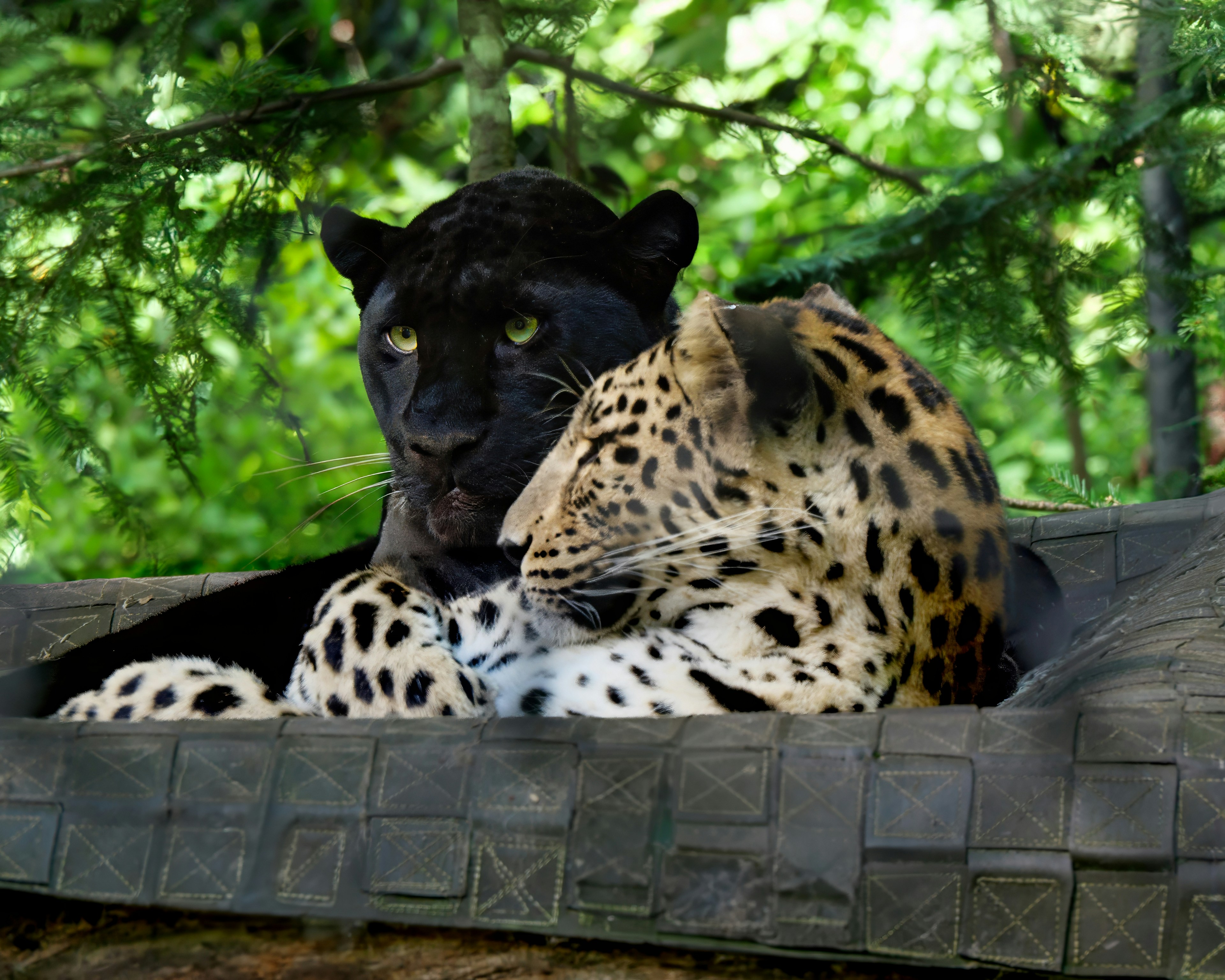 Conservation Matters (image credits: unsplash)